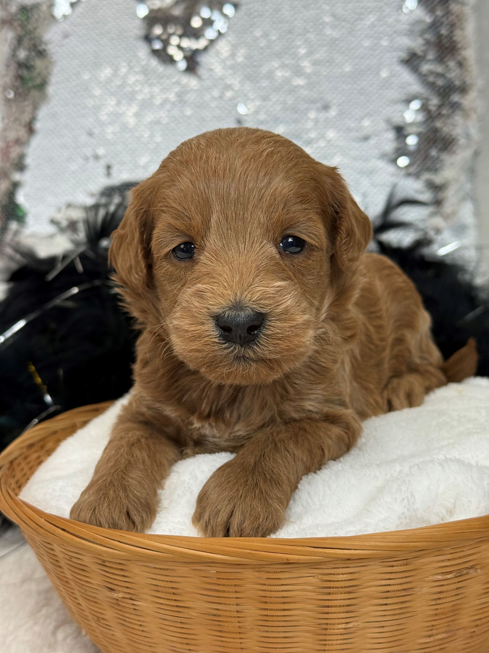 Mini Goldendoodle puppies for sale near San Antonio Texas