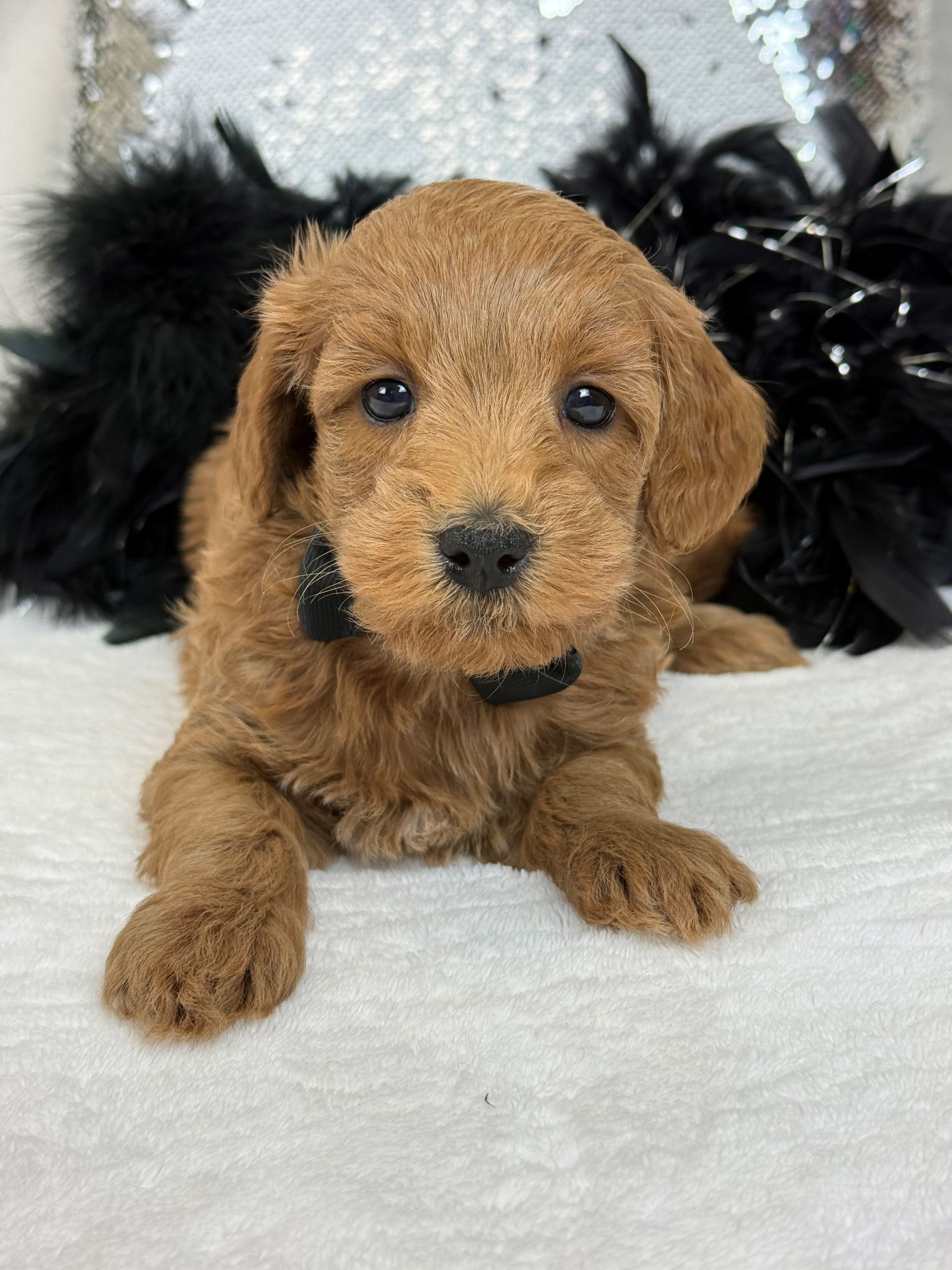 Mini Goldendoodle puppies for sale near San Antonio Texas