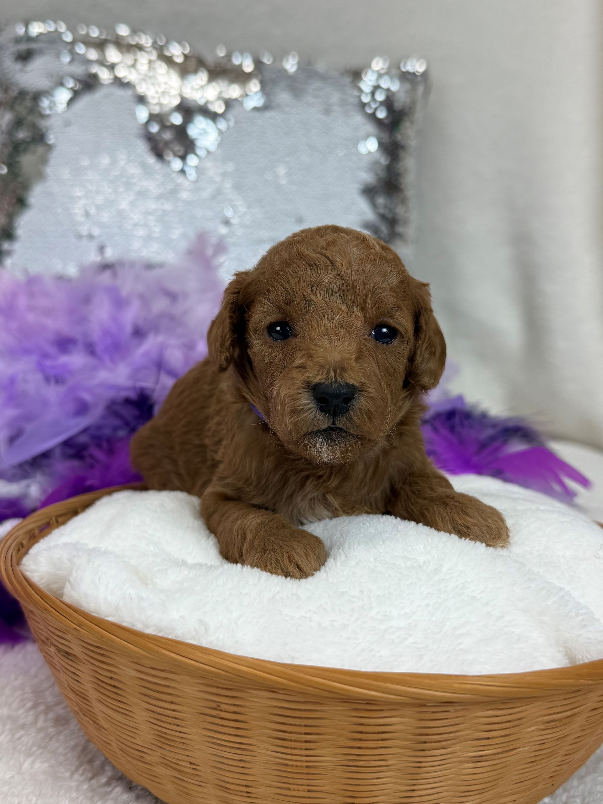 Mini Goldendoodle puppies for sale near San Antonio Texas
