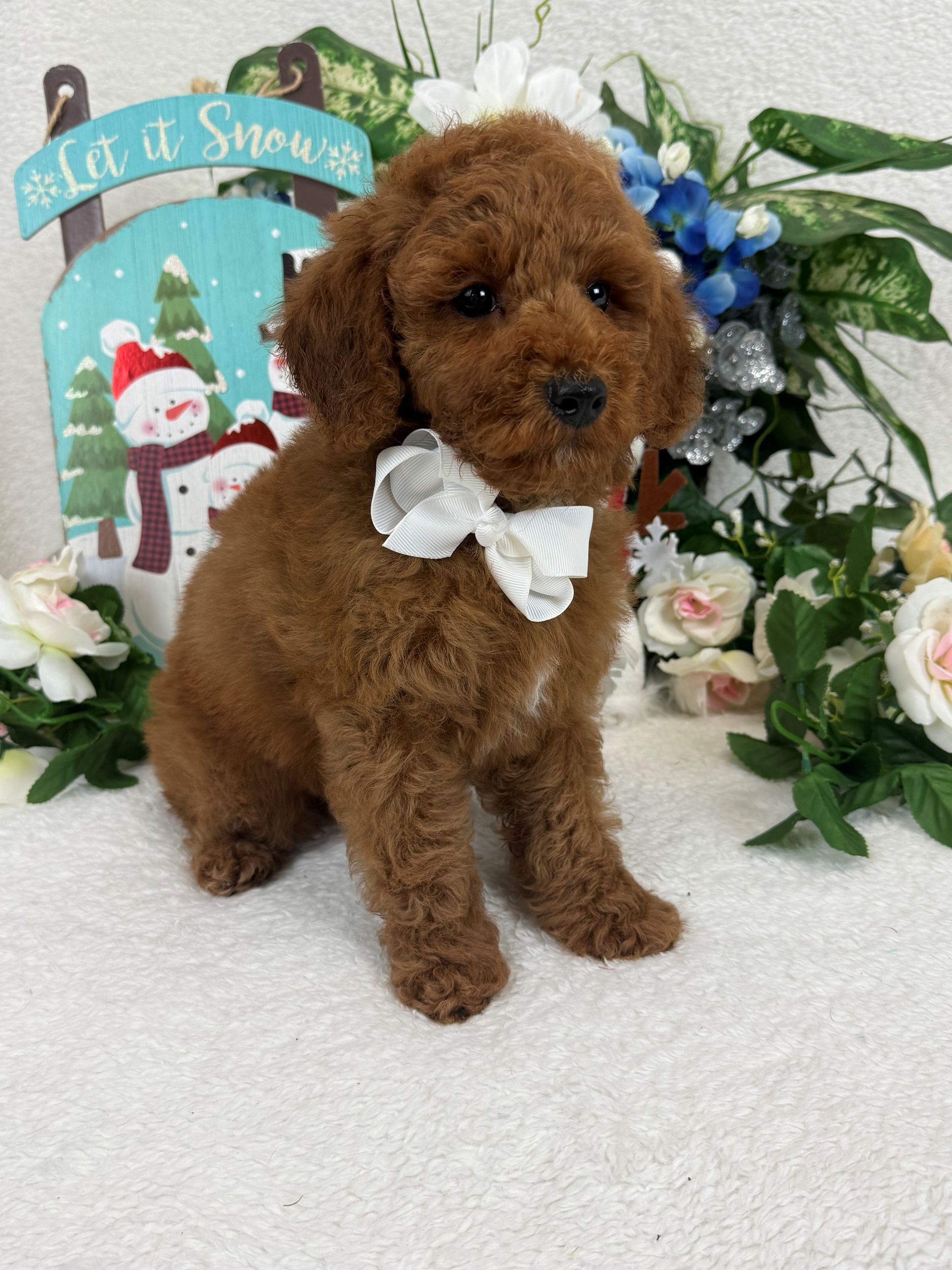 Goldendoodle puppies for sale Fort Worth Texas breeder listings