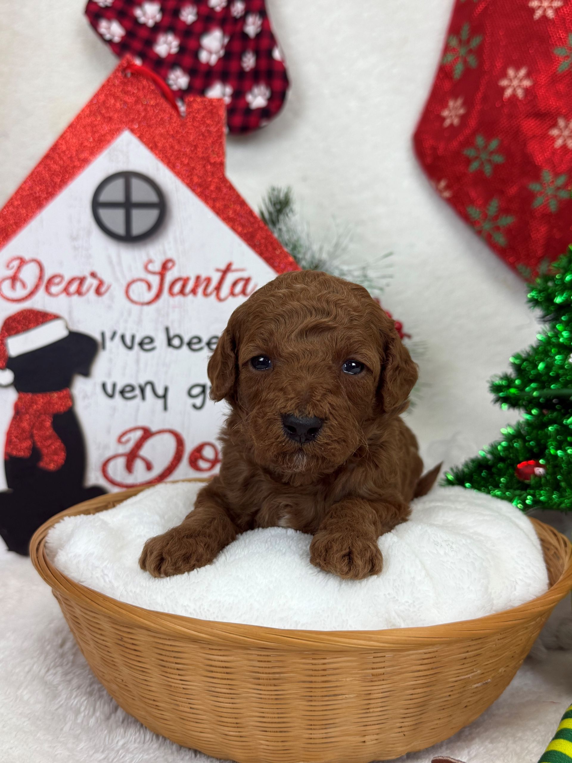 Goldendoodle puppies for sale Fort Worth Texas breeder listings