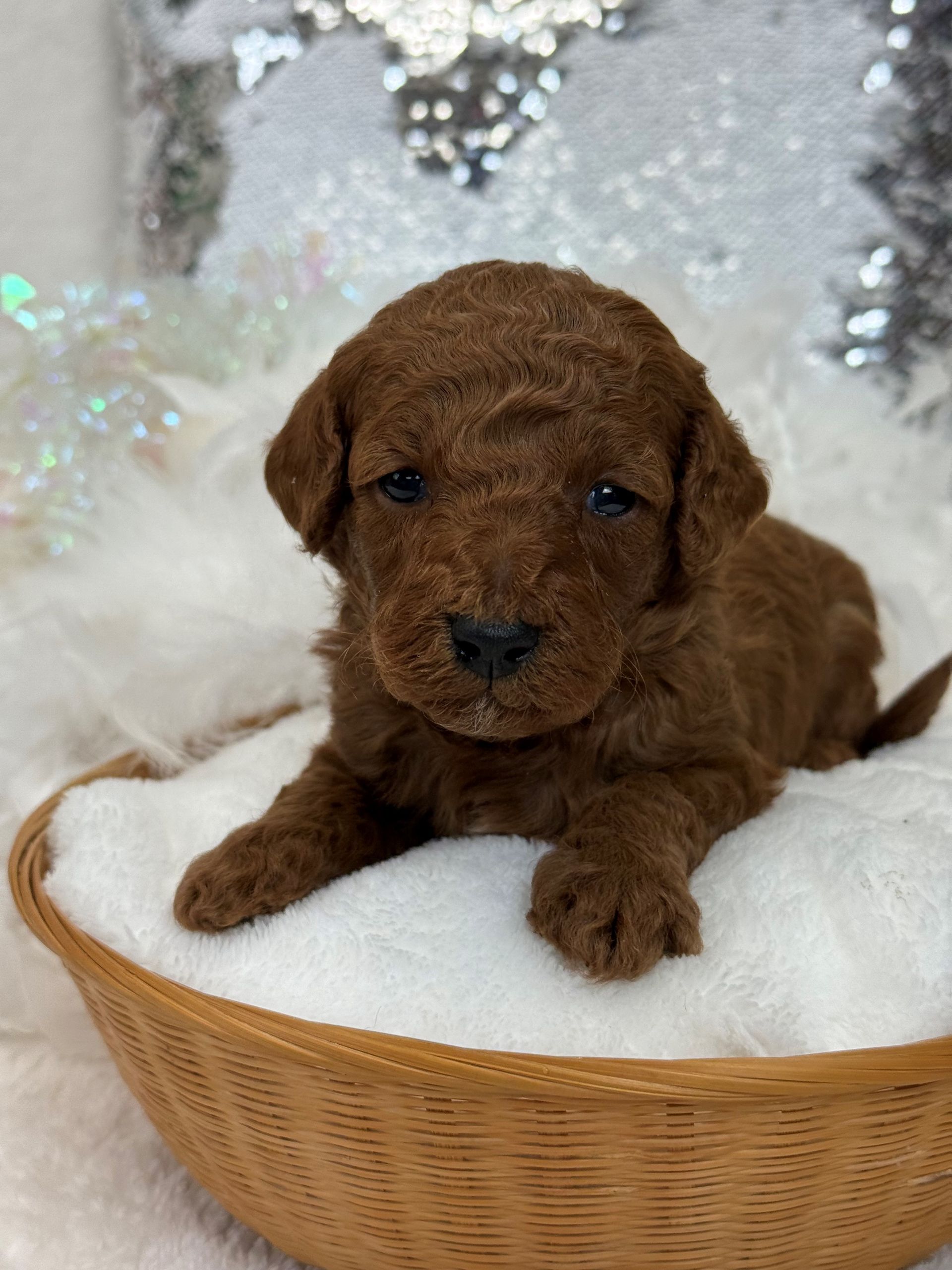 Mini Goldendoodle puppies for sale near San Antonio Texas