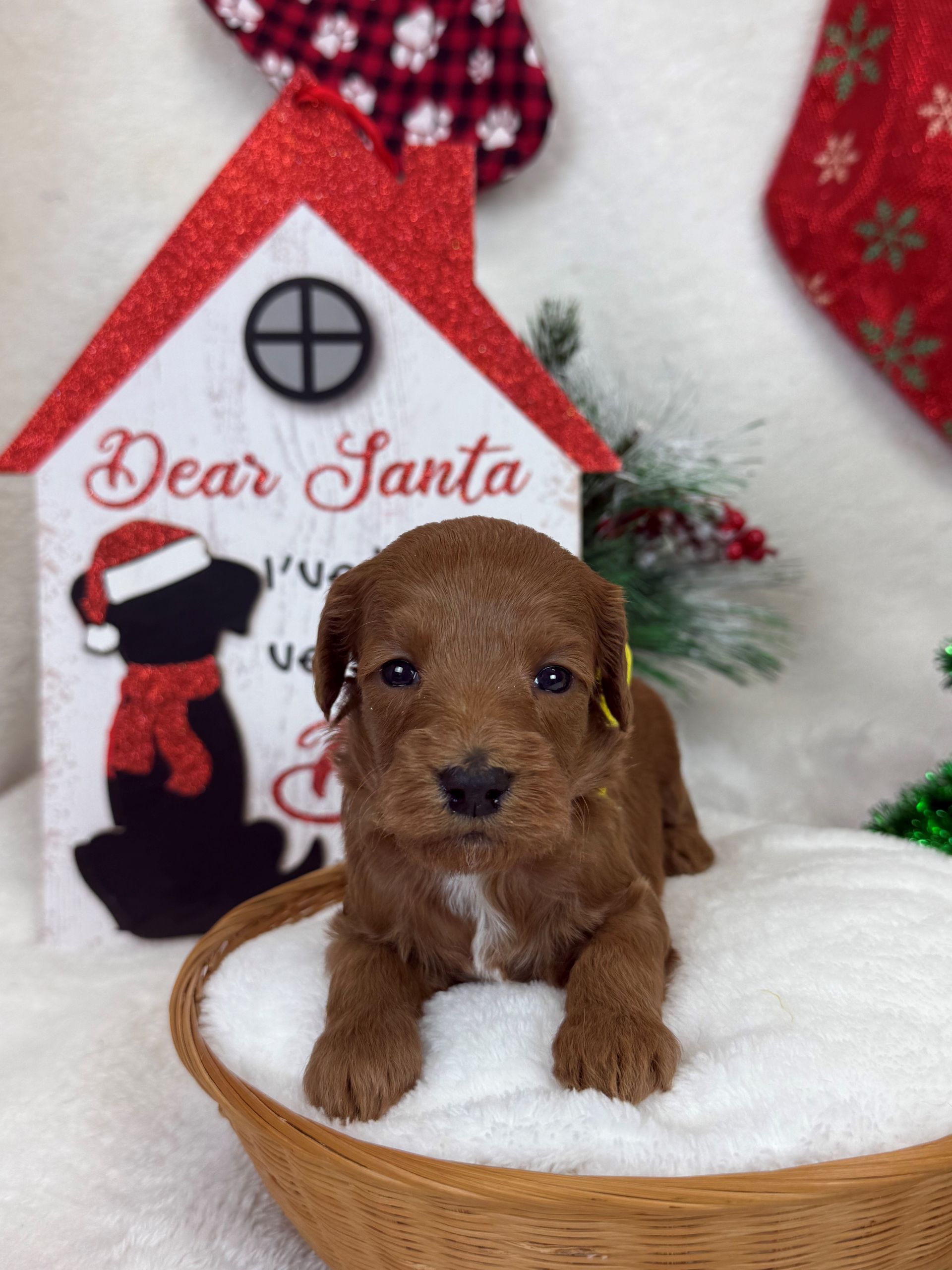 Goldendoodle puppies for sale Fort Worth Texas breeder listings