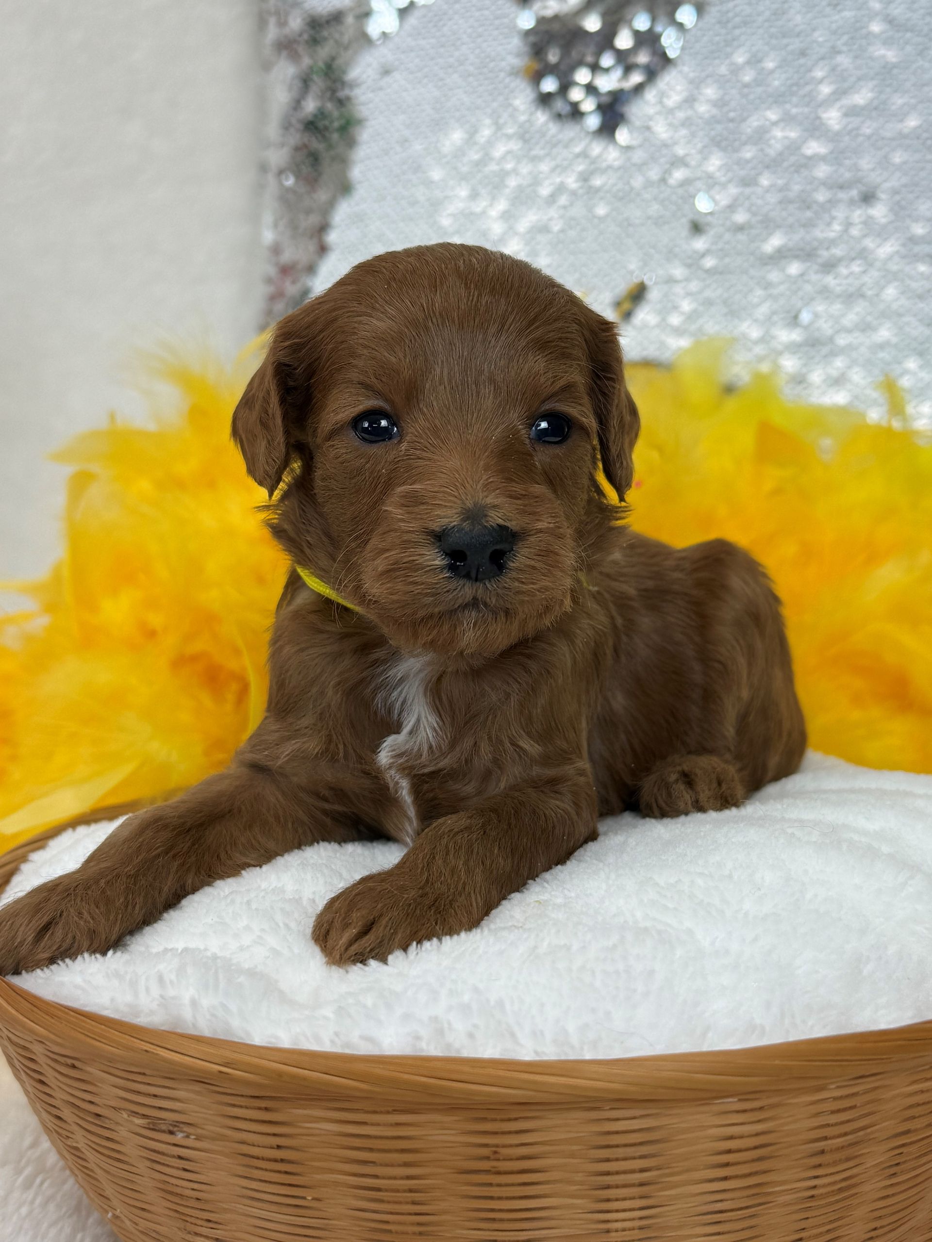 Mini Goldendoodle puppies for sale near San Antonio Texas