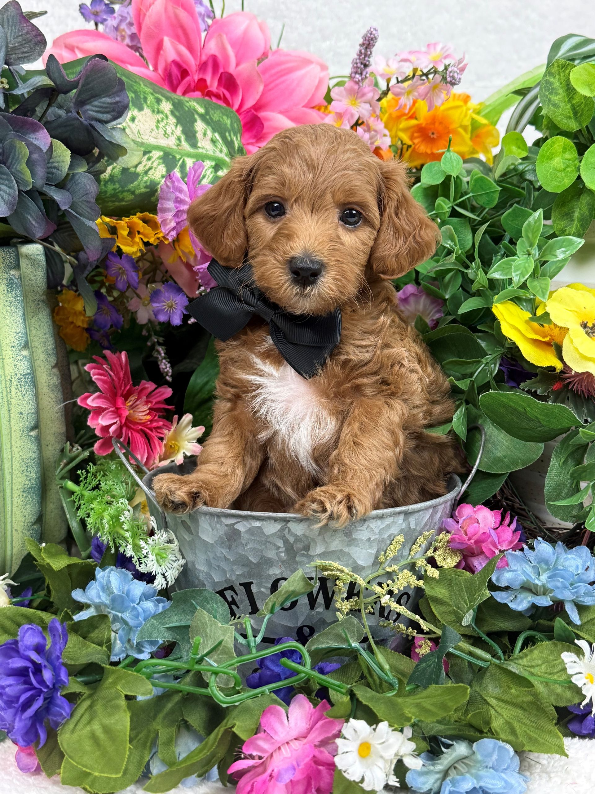 Goldendoodle puppies for sale Fort Worth Texas breeder listings