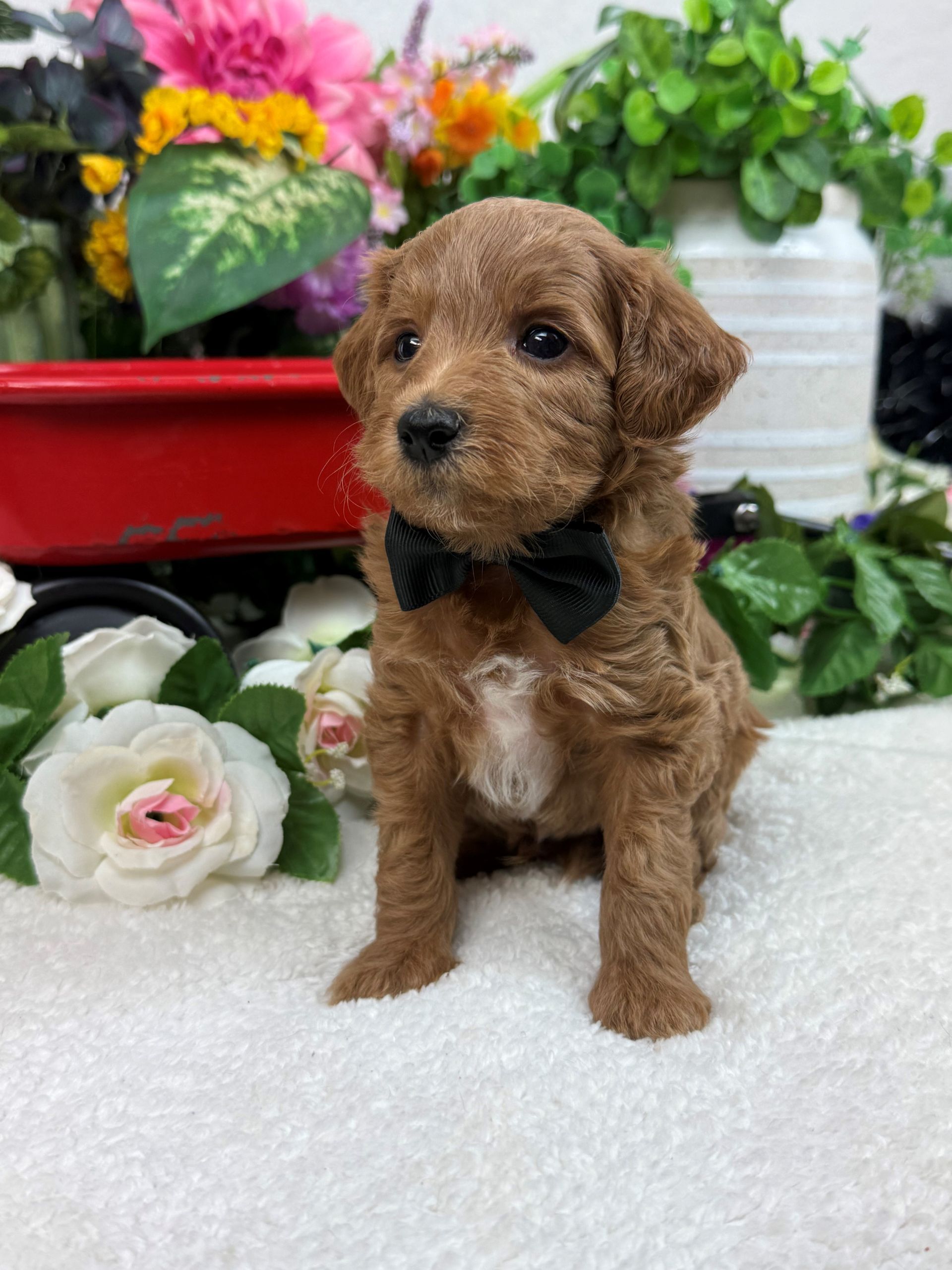 Goldendoodle puppies for sale Fort Worth Texas breeder listings