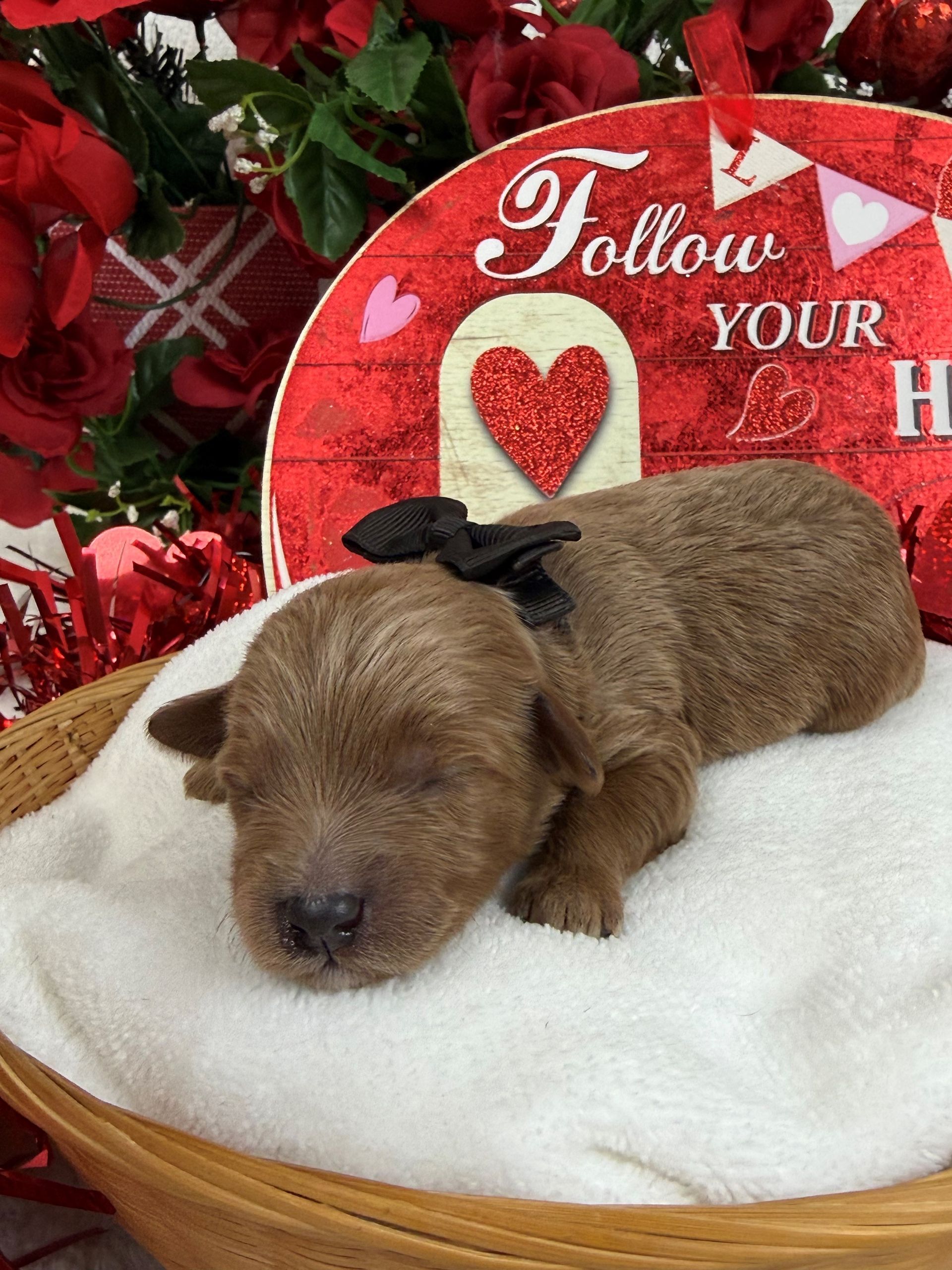 Goldendoodle puppies for sale Fort Worth Texas breeder listings