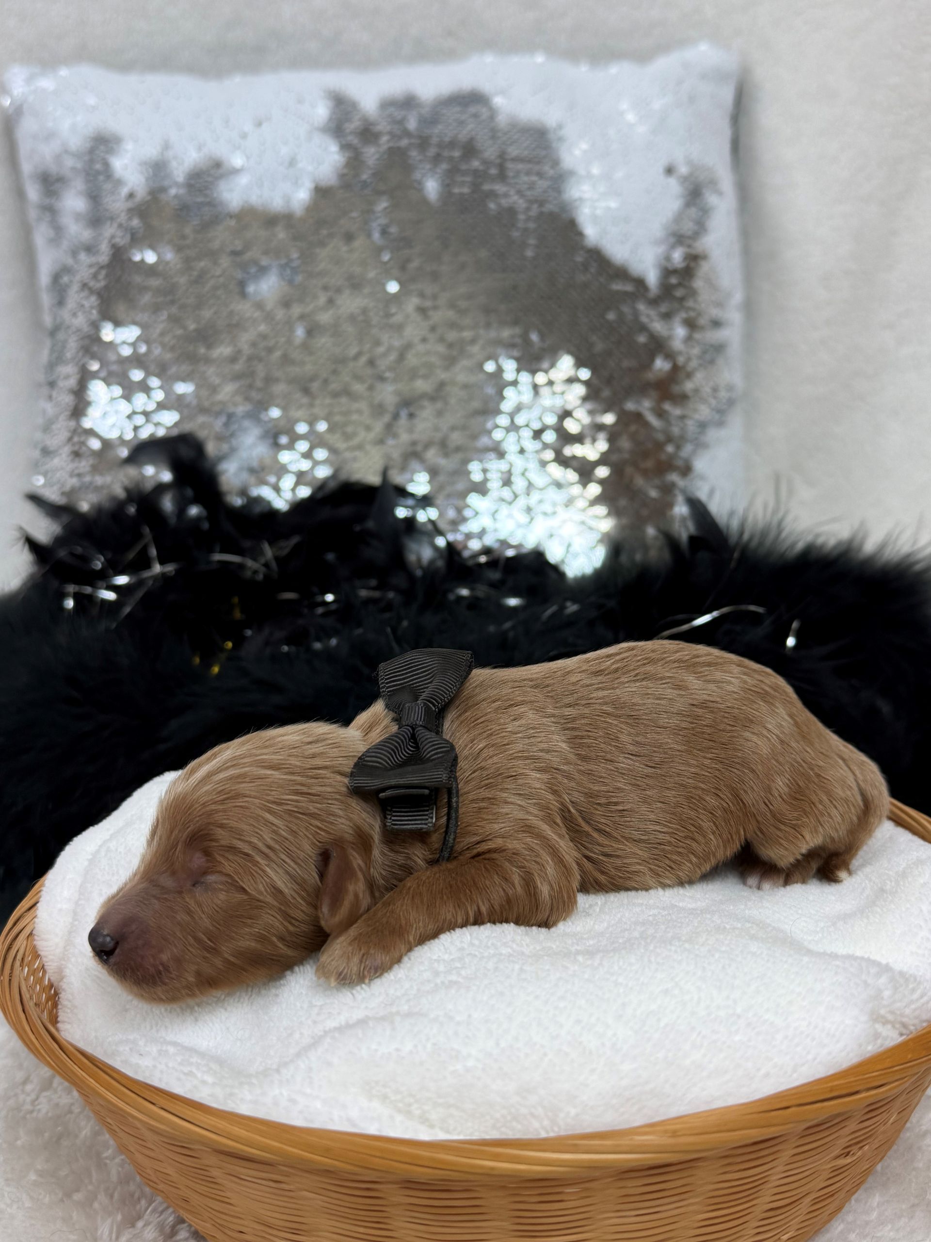 Mini Goldendoodle puppies for sale near San Antonio Texas