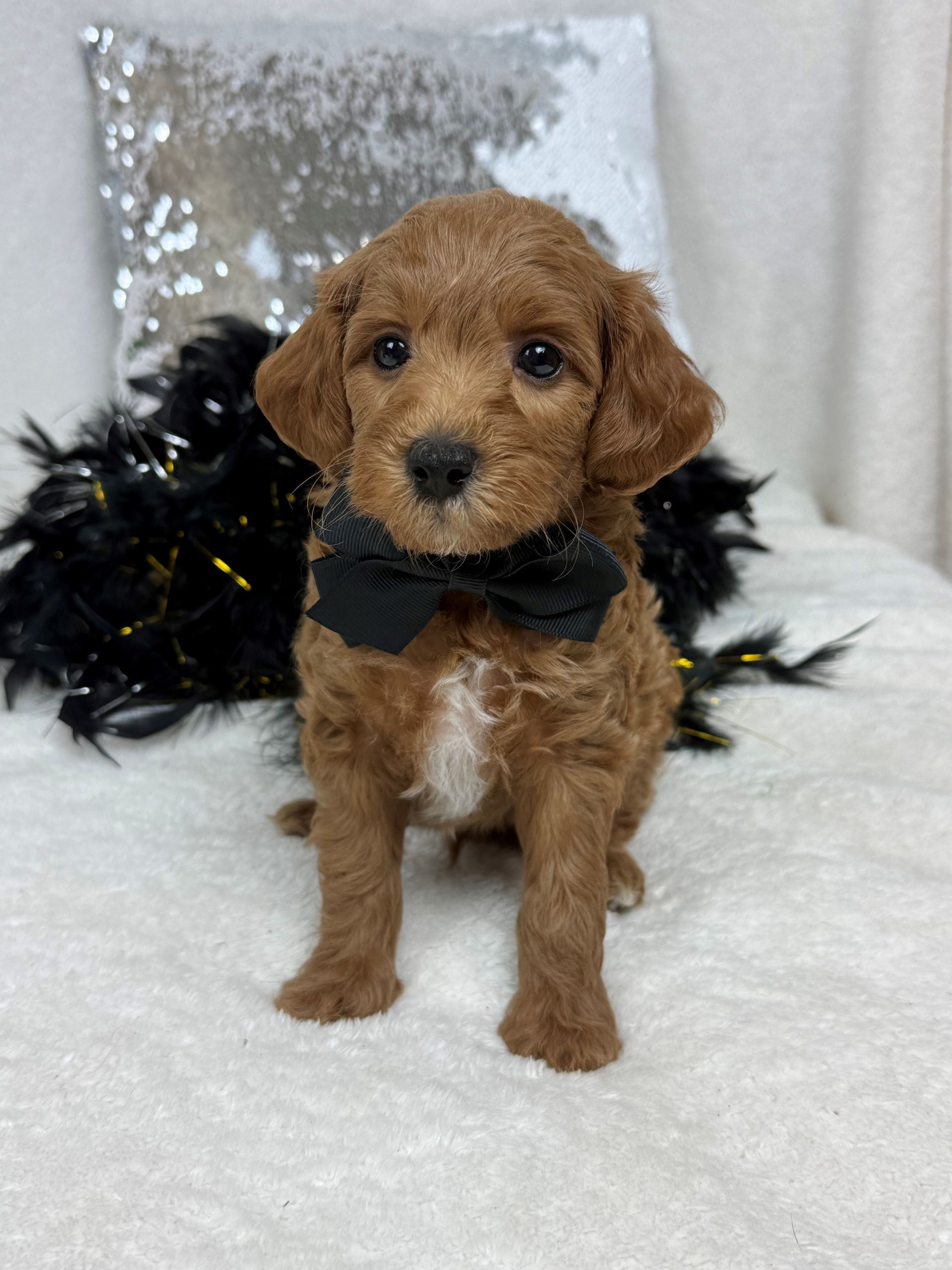 Mini Goldendoodle puppies for sale near San Antonio Texas