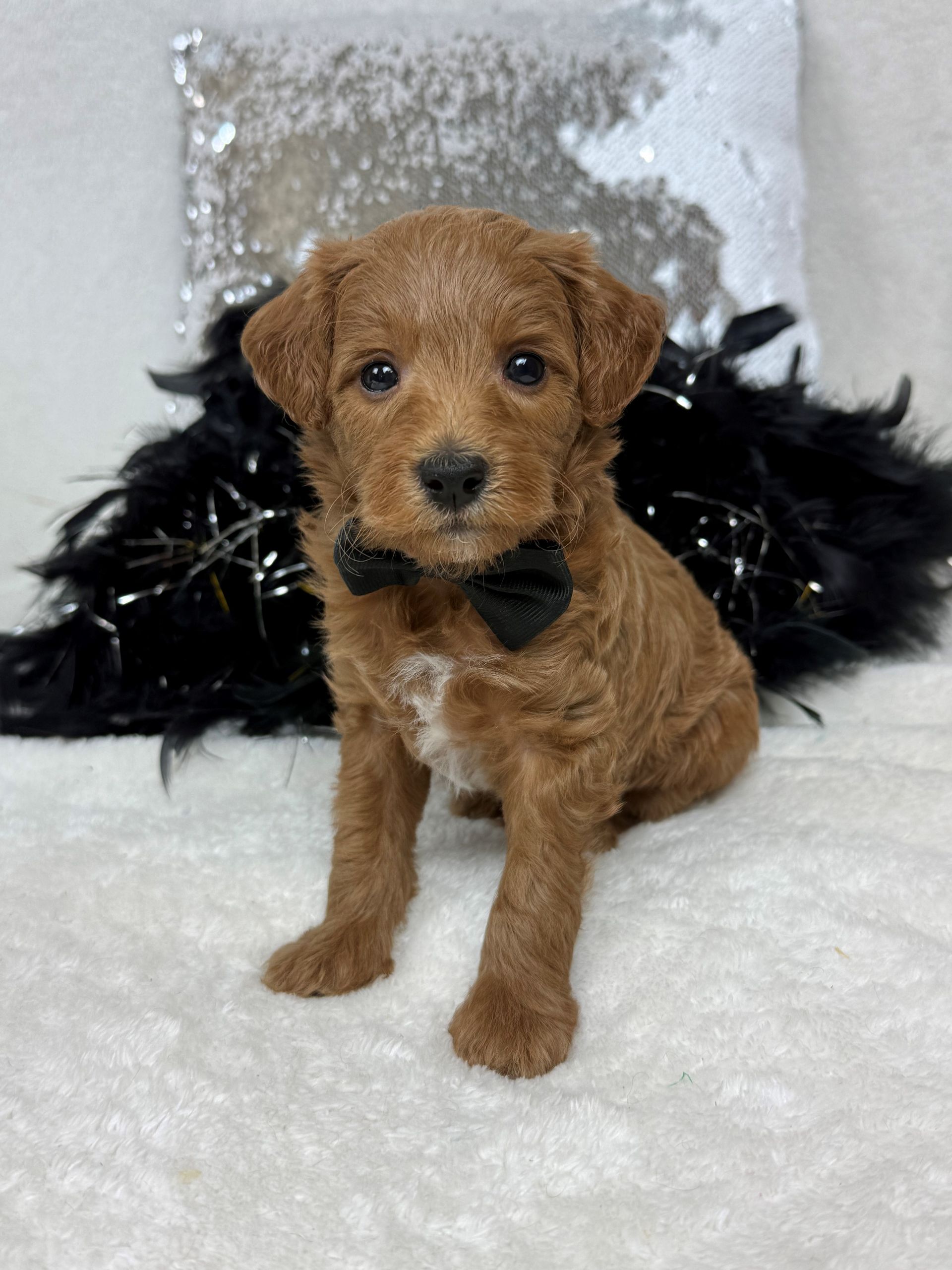 Mini Goldendoodle puppies for sale near San Antonio Texas