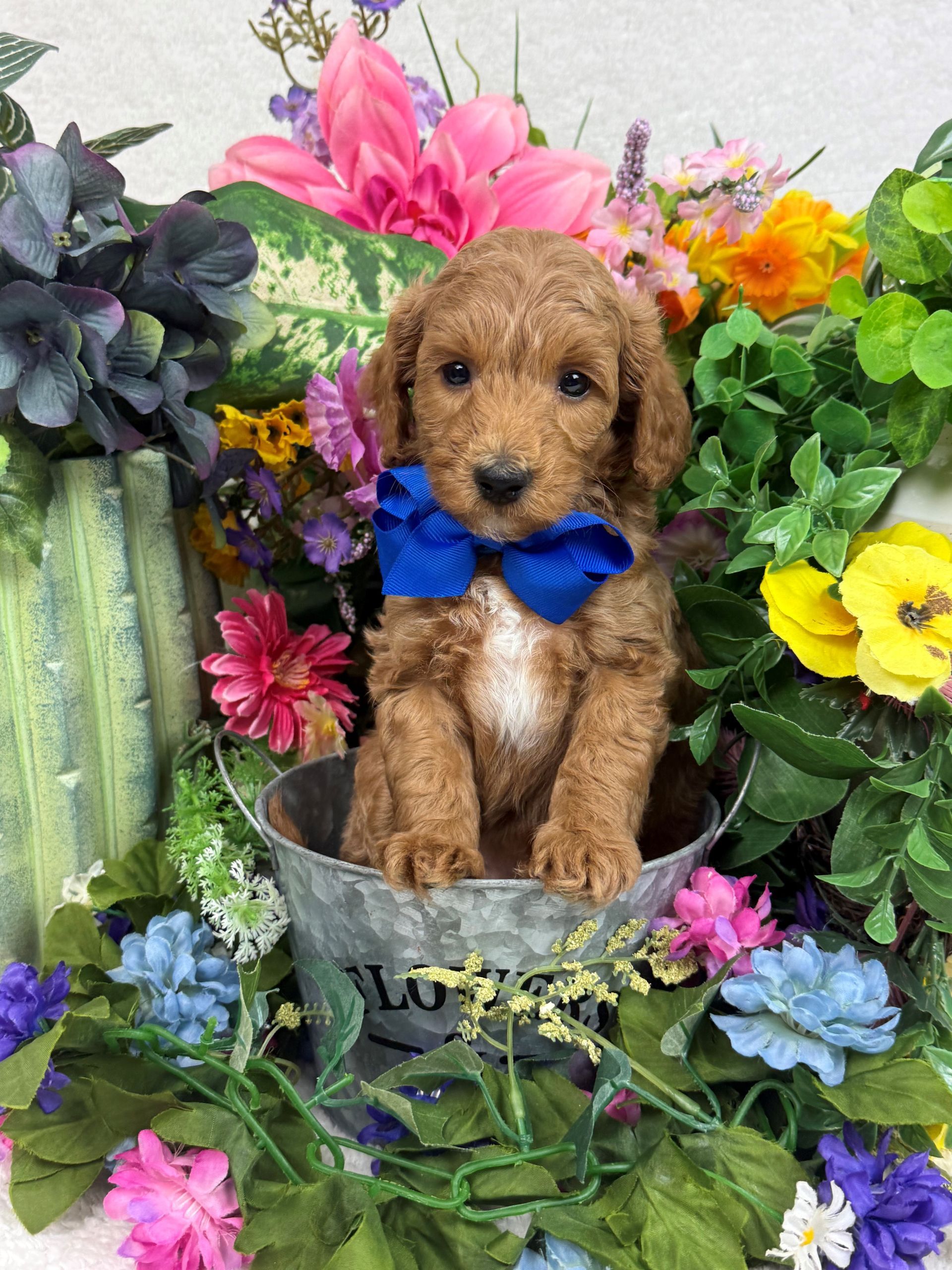 Goldendoodle puppies for sale Fort Worth Texas breeder listings