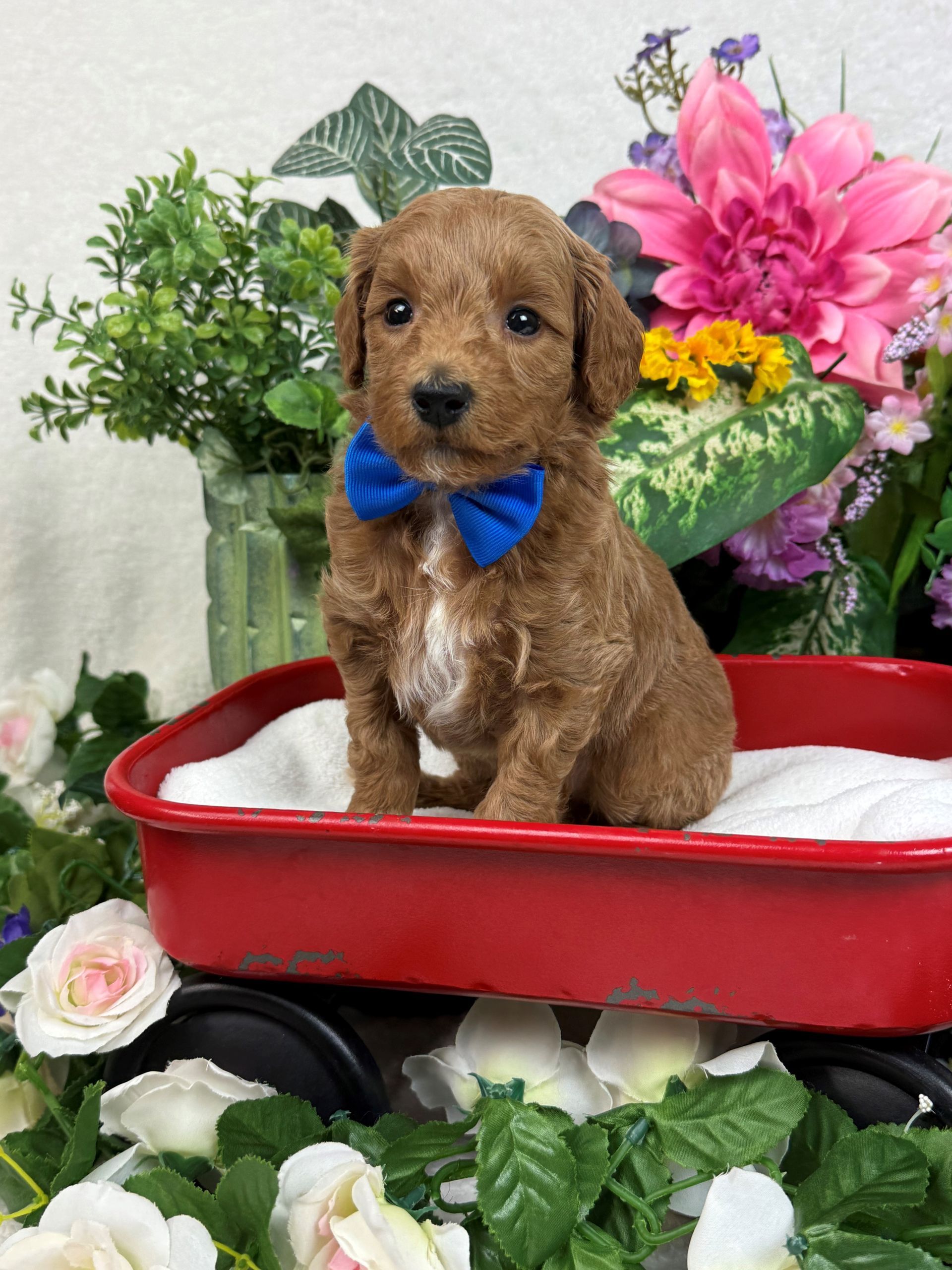 Goldendoodle puppies for sale Fort Worth Texas breeder listings
