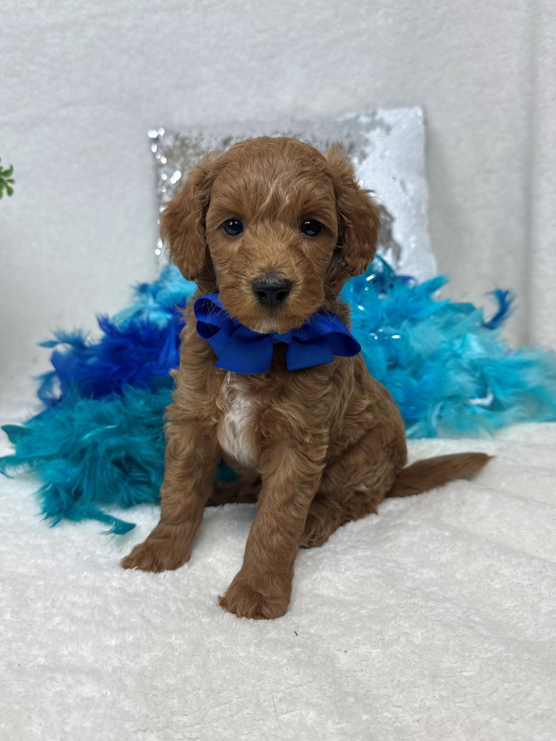 Mini Goldendoodle puppies for sale near San Antonio Texas