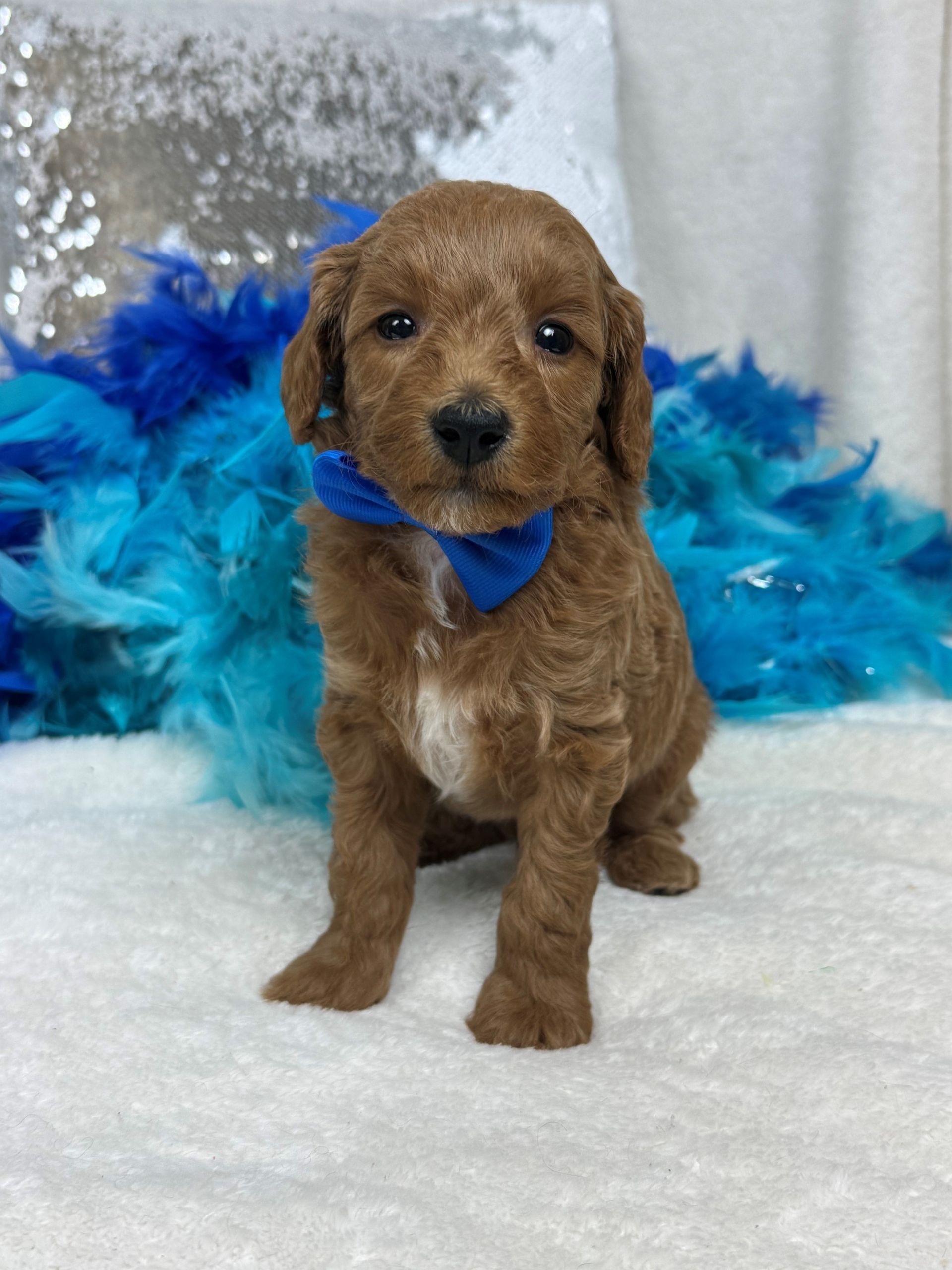 Mini Goldendoodle puppies for sale near San Antonio Texas