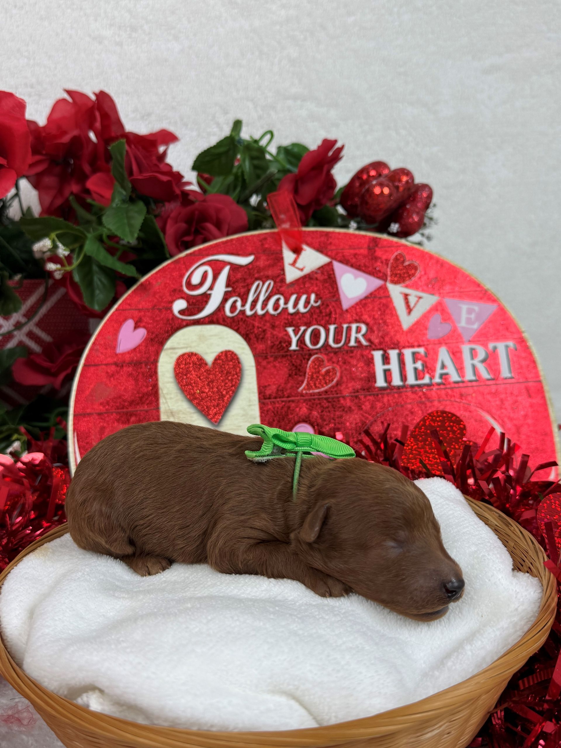 Goldendoodle puppies for sale Fort Worth Texas breeder listings