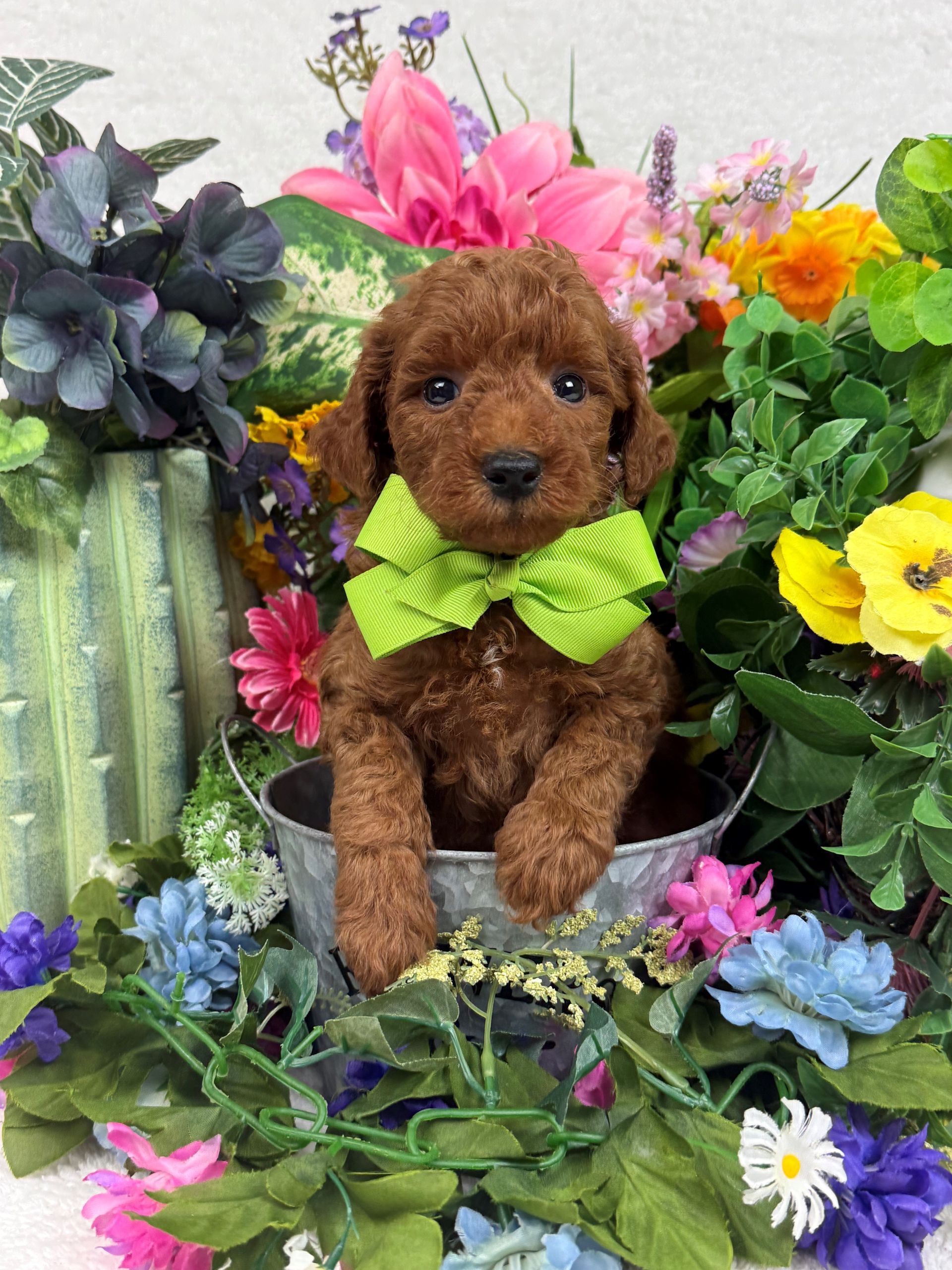 Goldendoodle puppies for sale Fort Worth Texas breeder listings