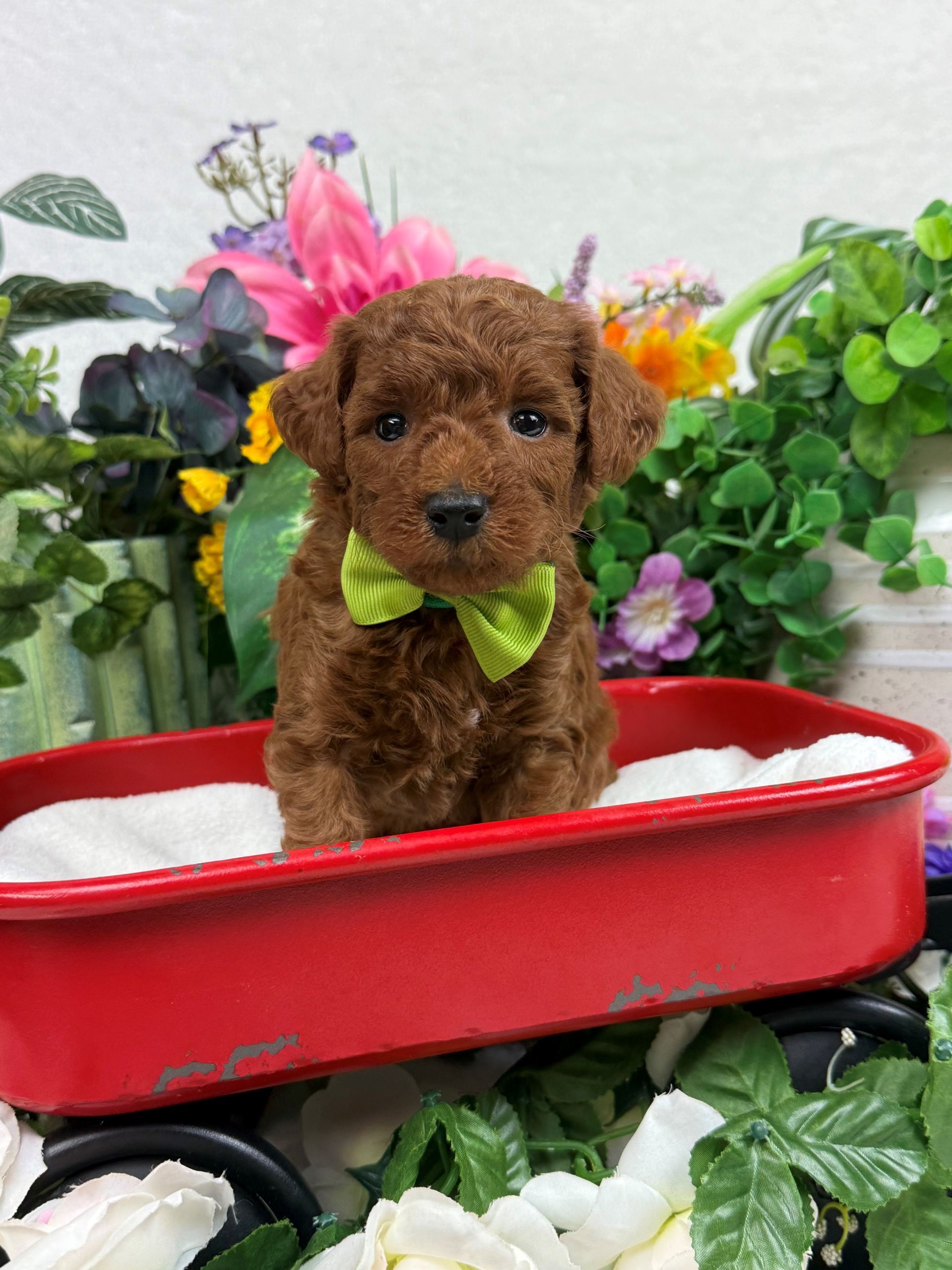 Goldendoodle puppies for sale Fort Worth Texas breeder listings