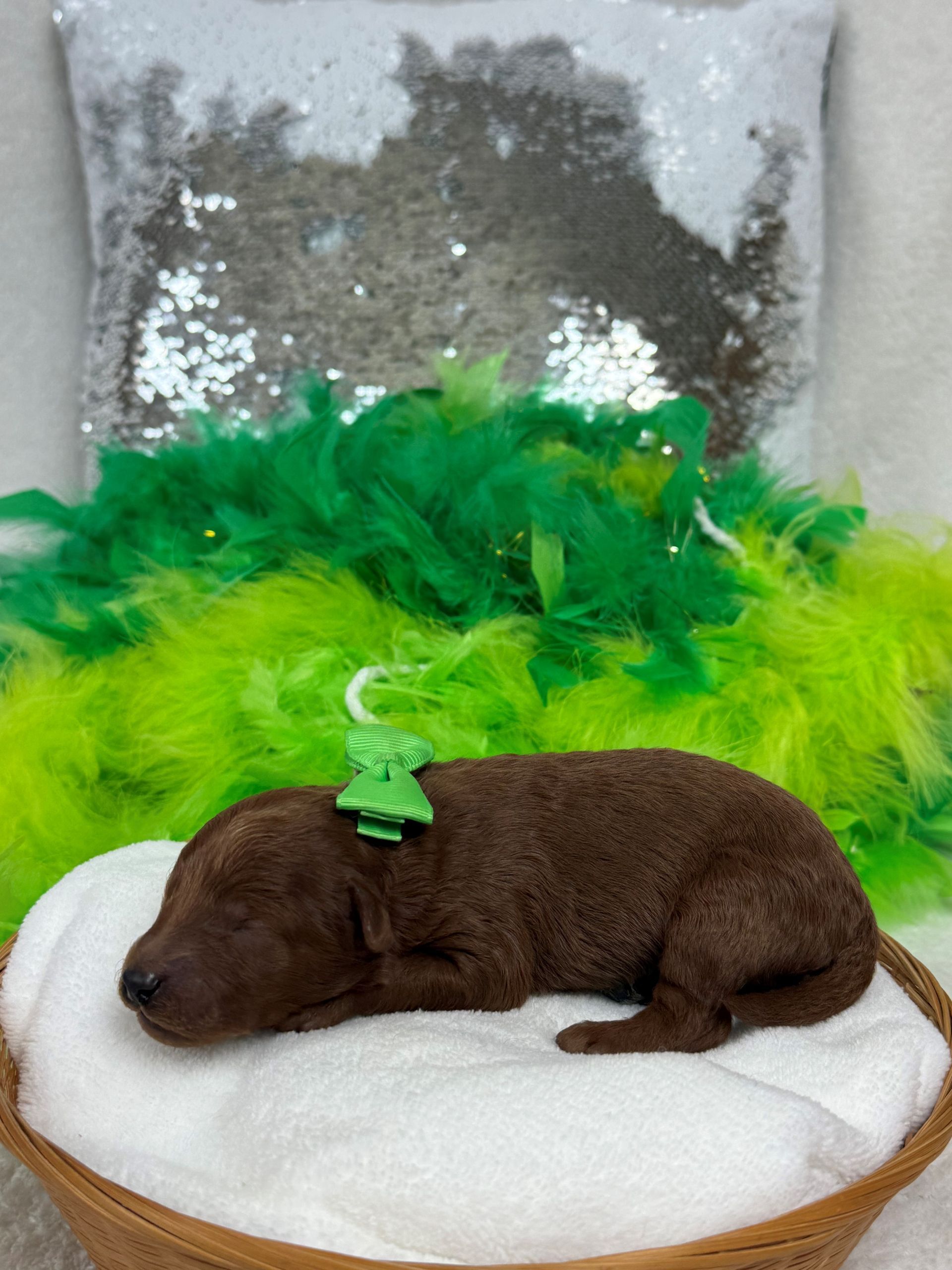 Mini Goldendoodle puppies for sale near San Antonio Texas