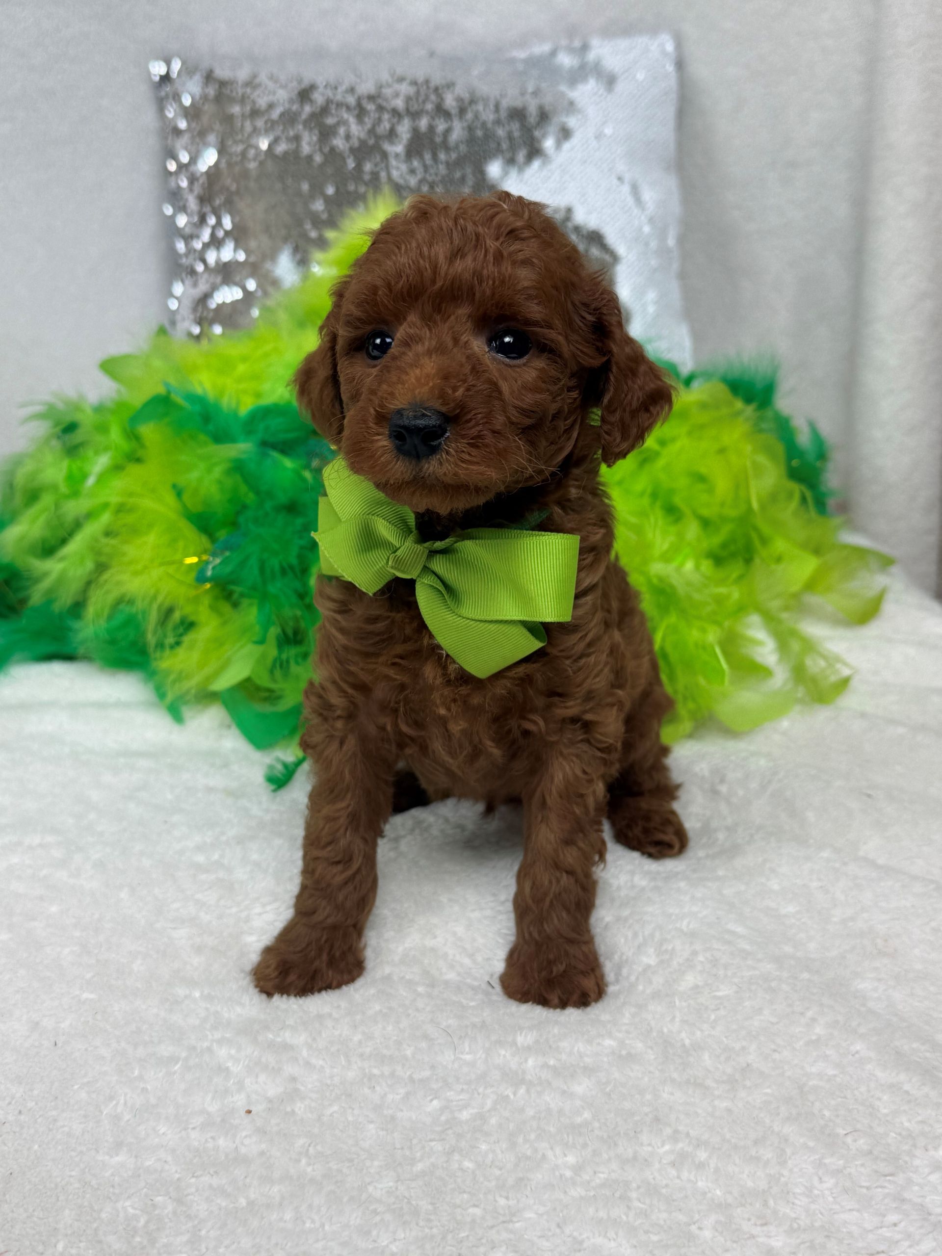 Mini Goldendoodle puppies for sale near San Antonio Texas