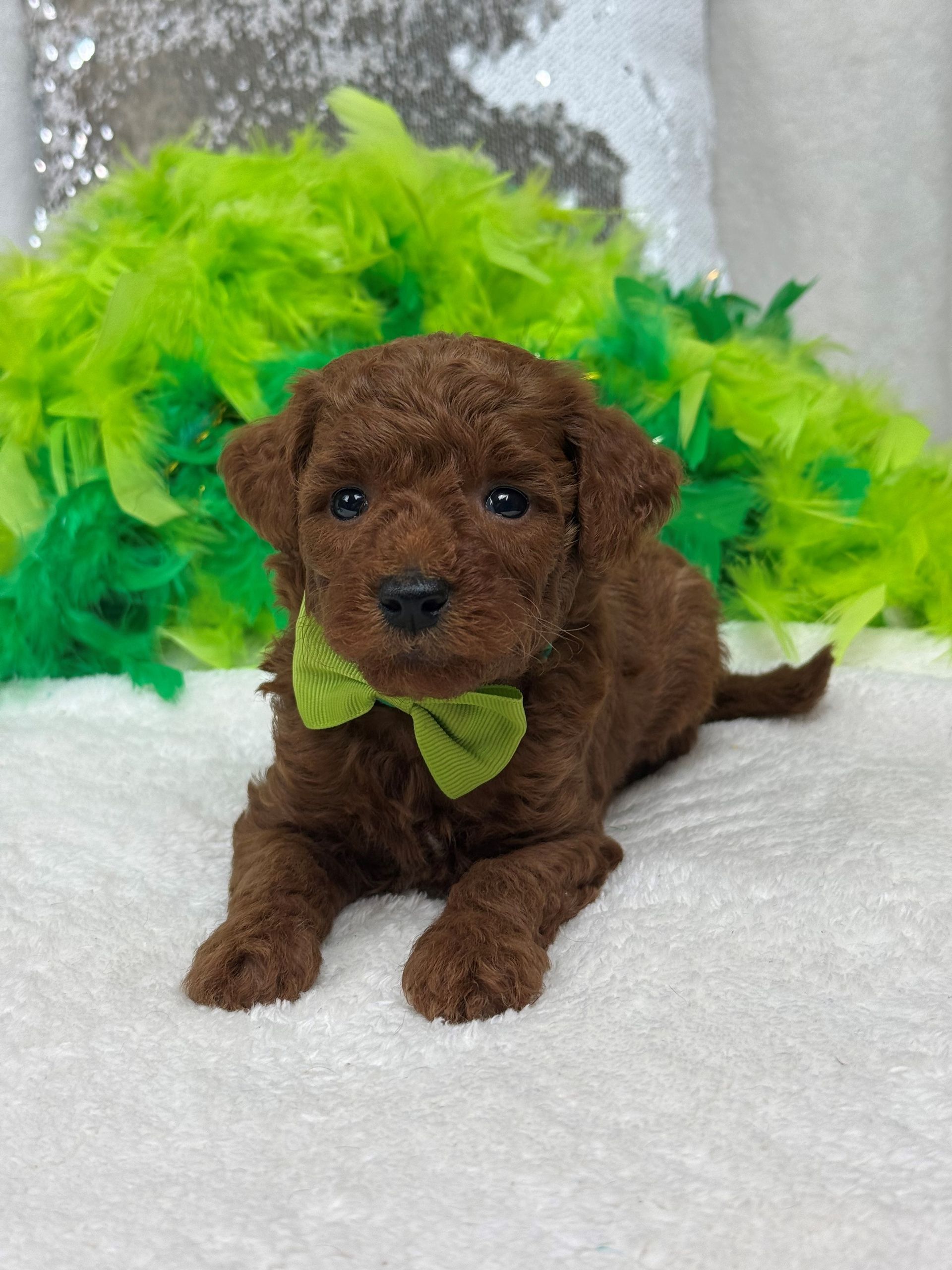 Mini Goldendoodle puppies for sale near San Antonio Texas