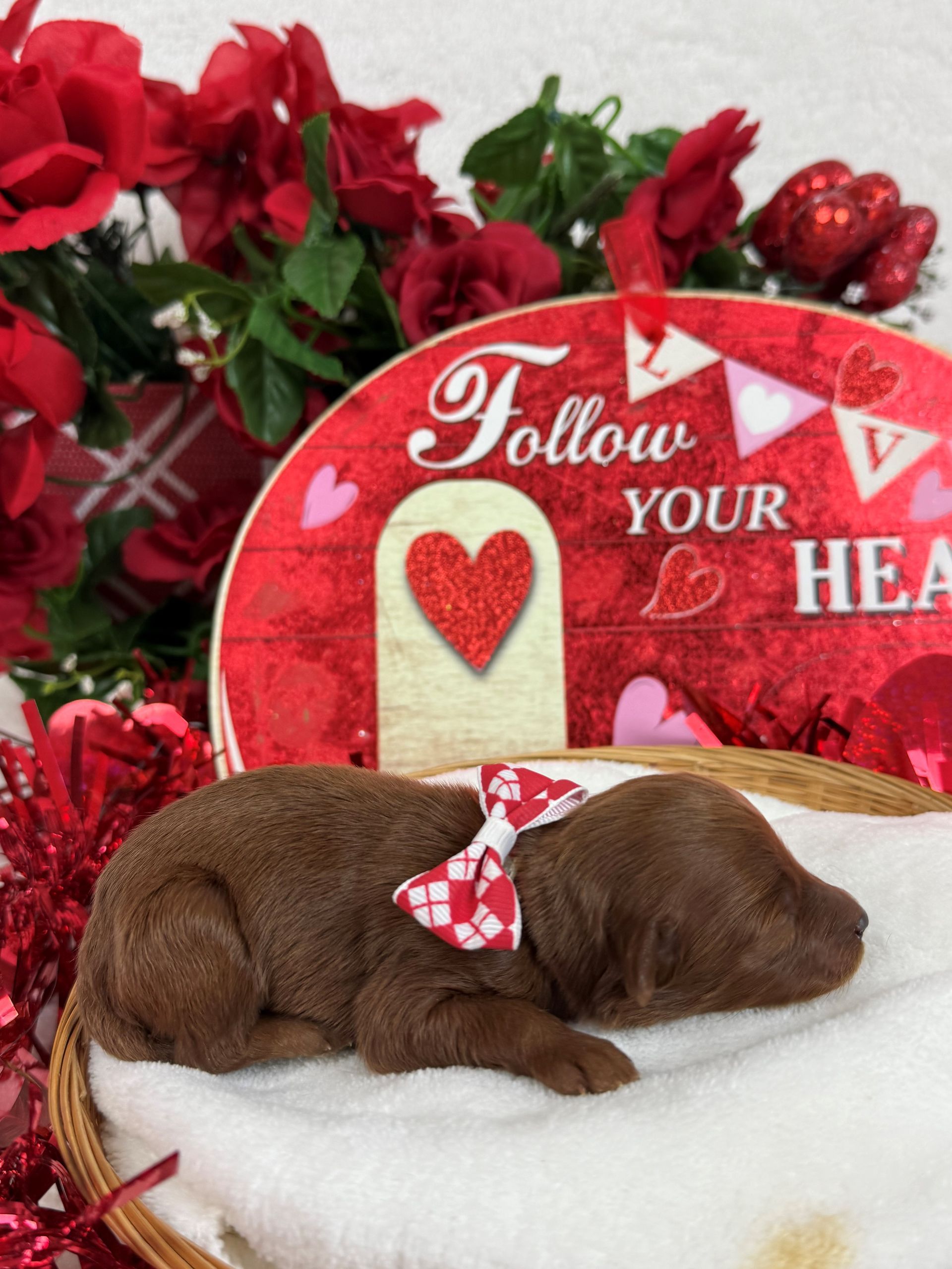 Goldendoodle puppies for sale Fort Worth Texas breeder listings