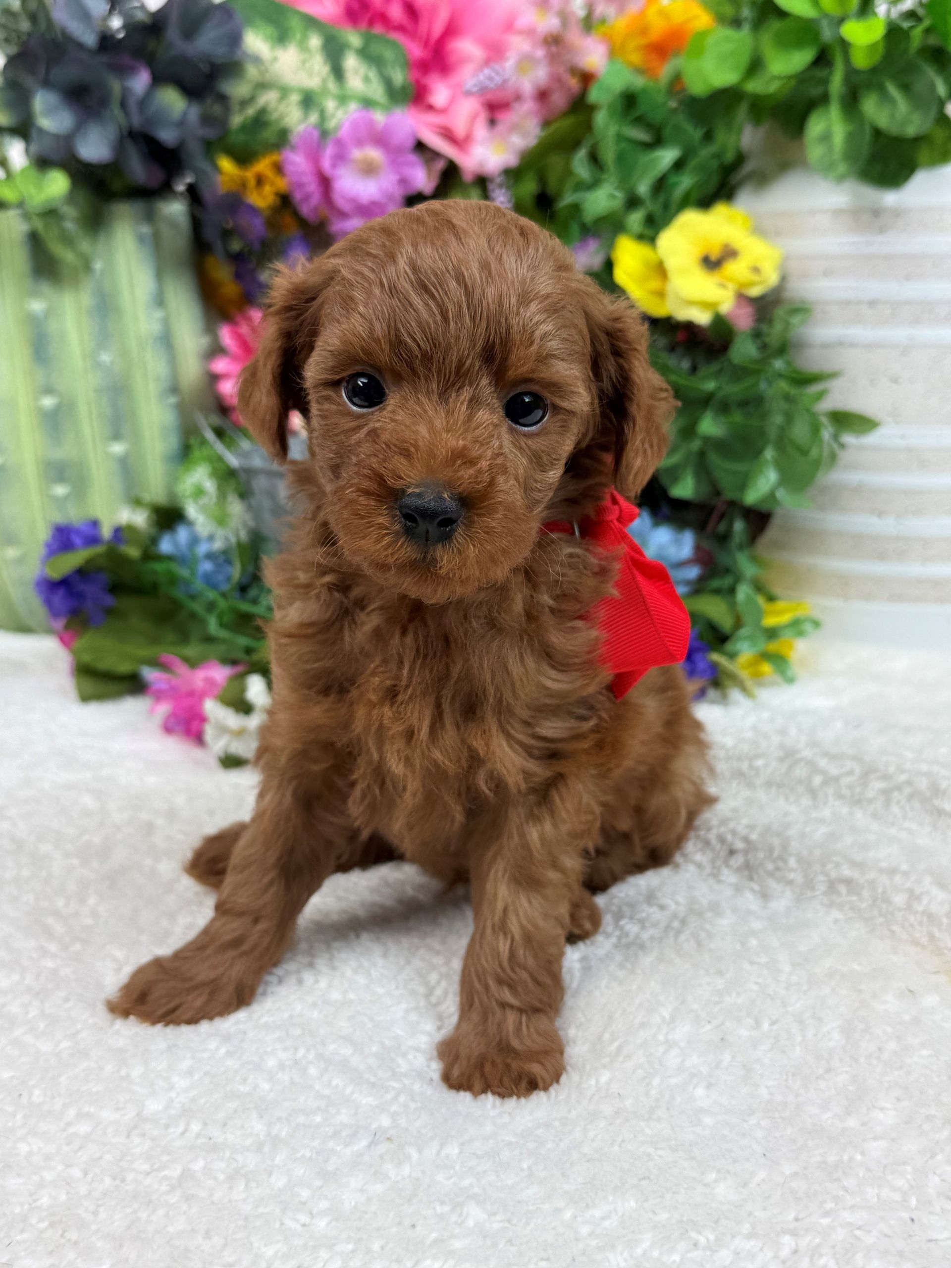 Goldendoodle puppies for sale Fort Worth Texas breeder listings