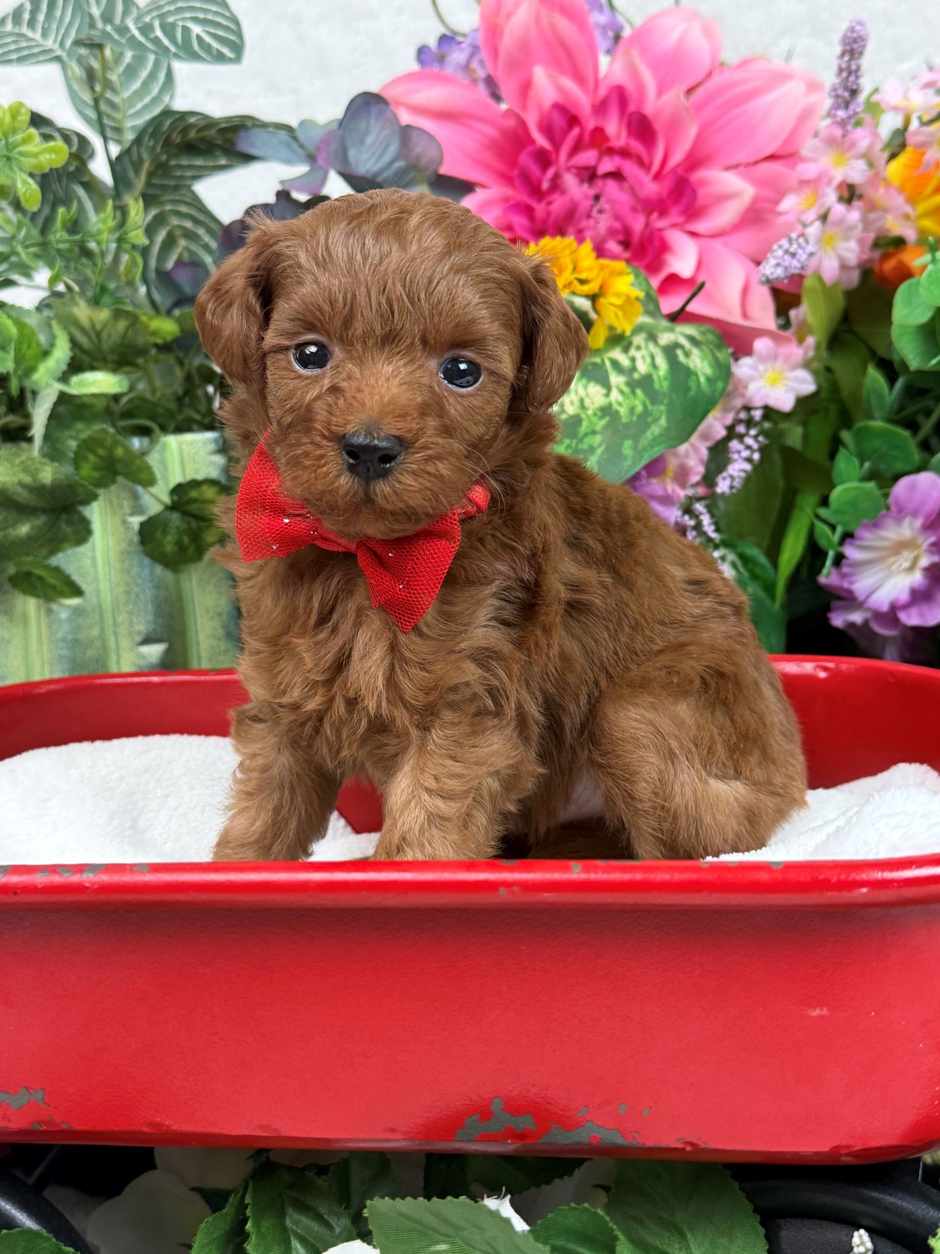 Goldendoodle puppies for sale Fort Worth Texas breeder listings
