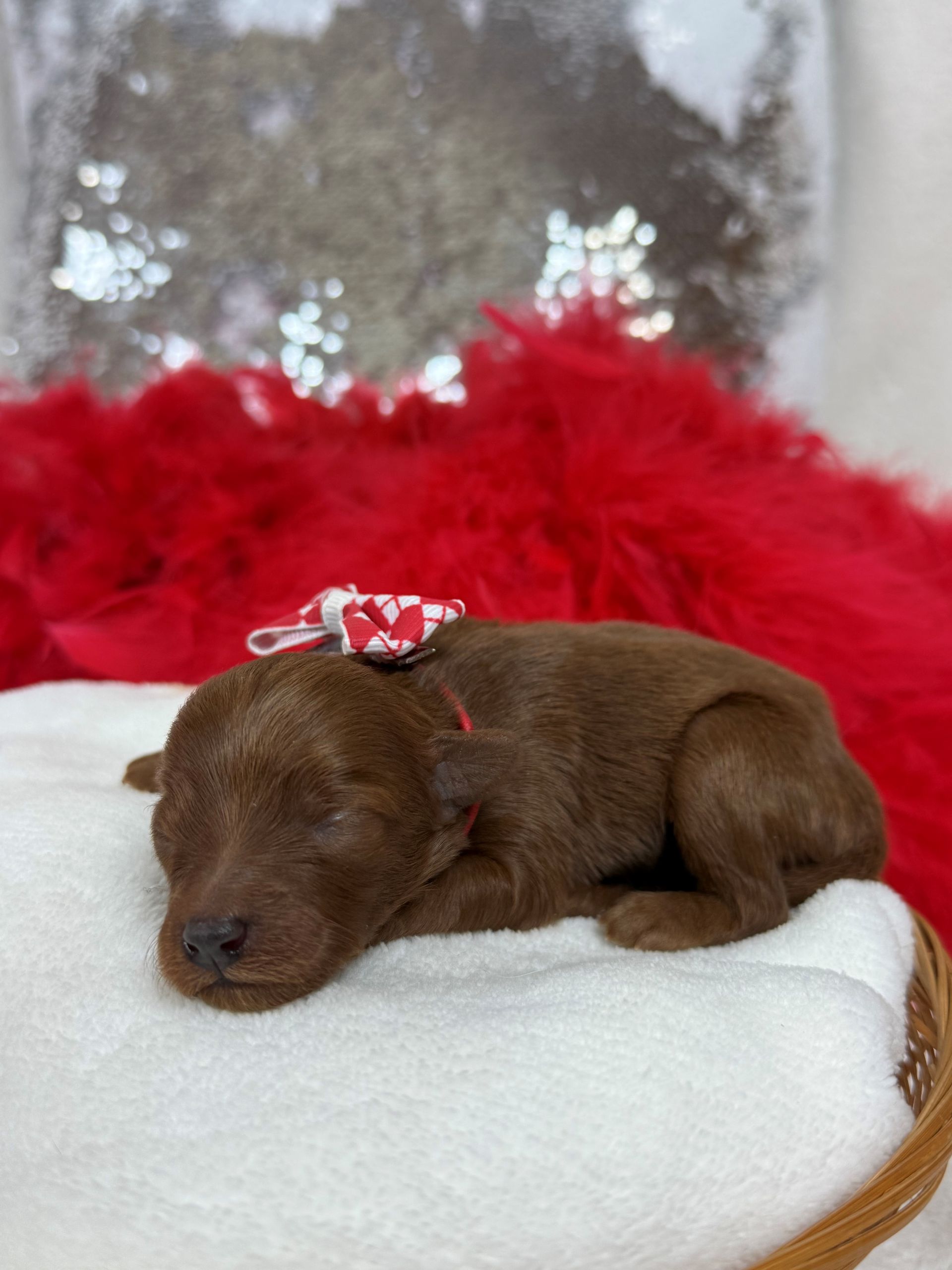 Mini Goldendoodle puppies for sale near San Antonio Texas