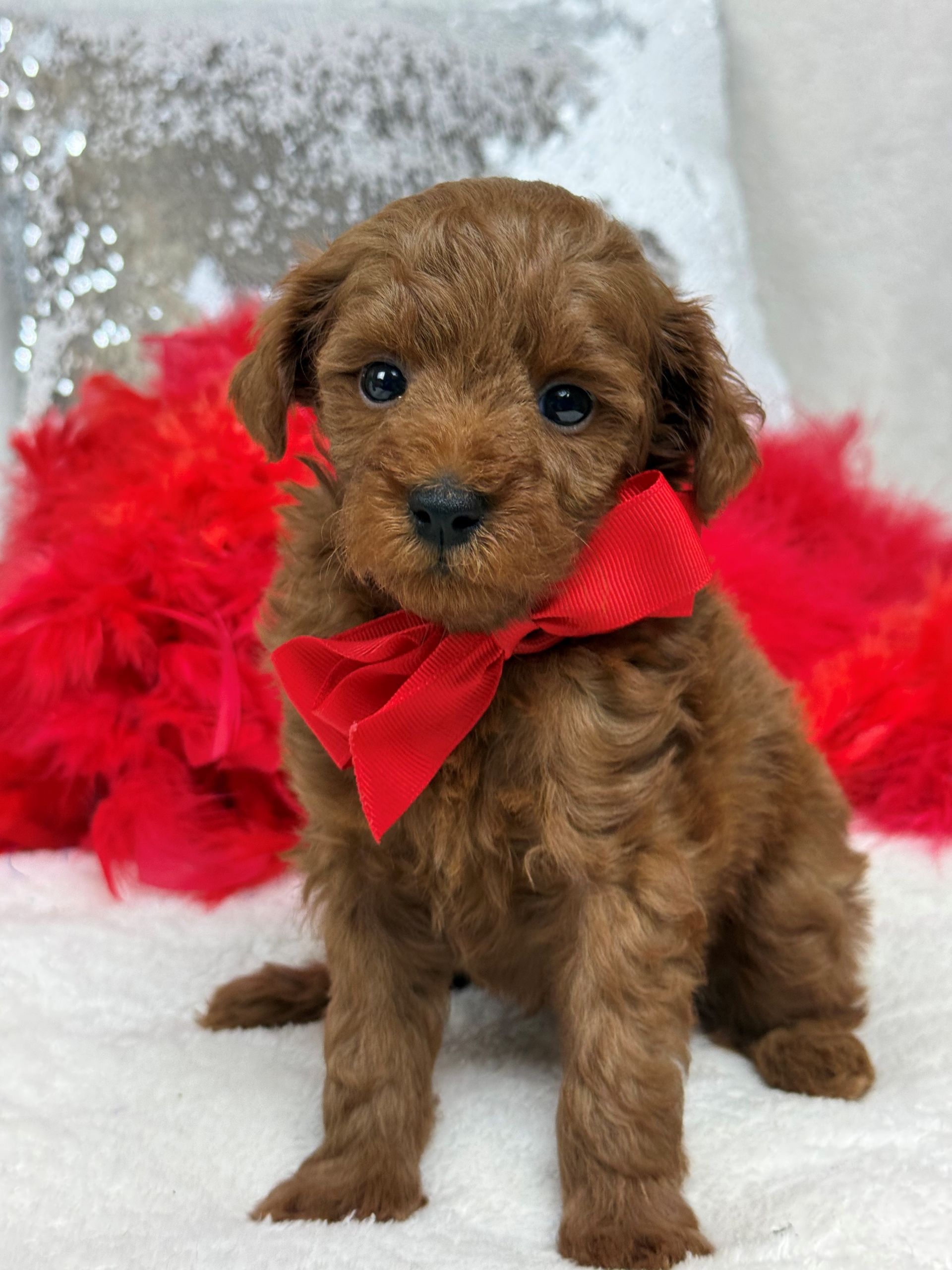 Mini Goldendoodle puppies for sale near San Antonio Texas