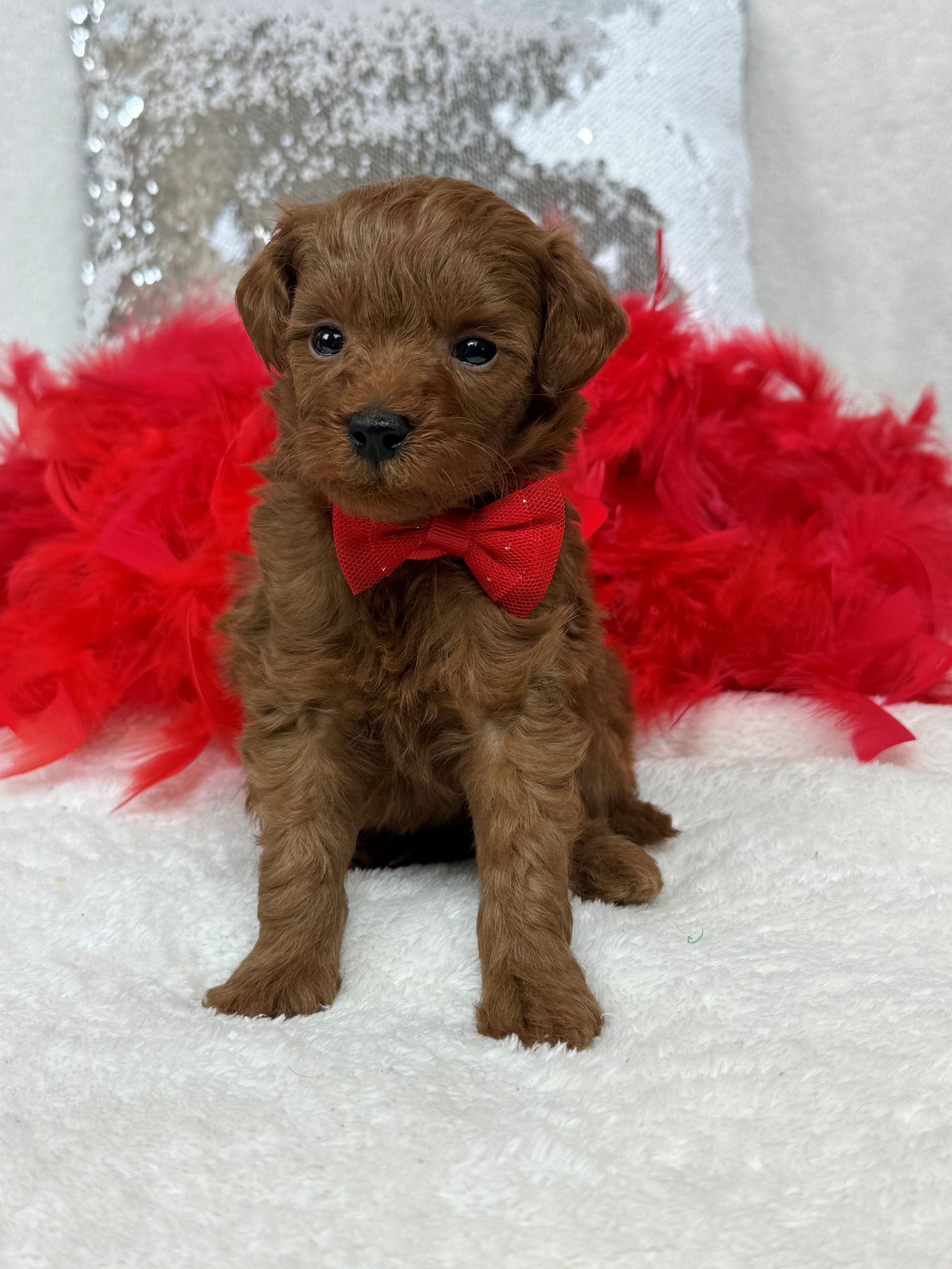 Mini Goldendoodle puppies for sale near San Antonio Texas