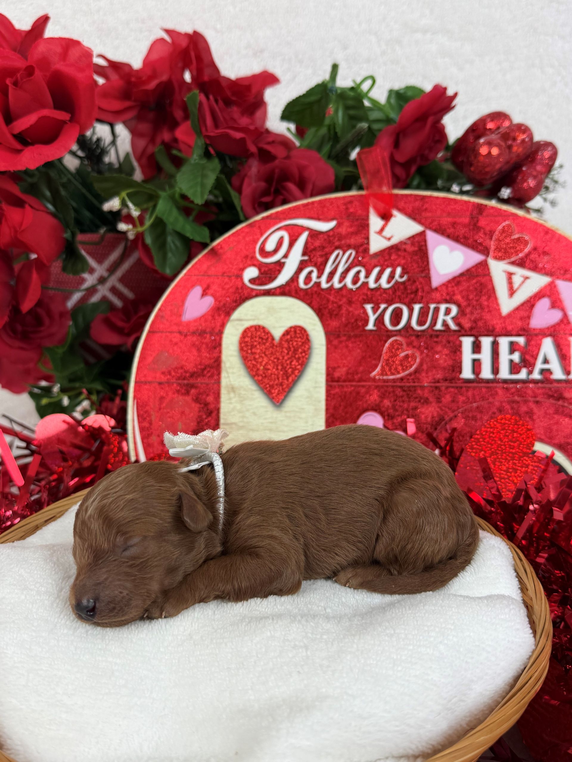 Goldendoodle puppies for sale Fort Worth Texas breeder listings