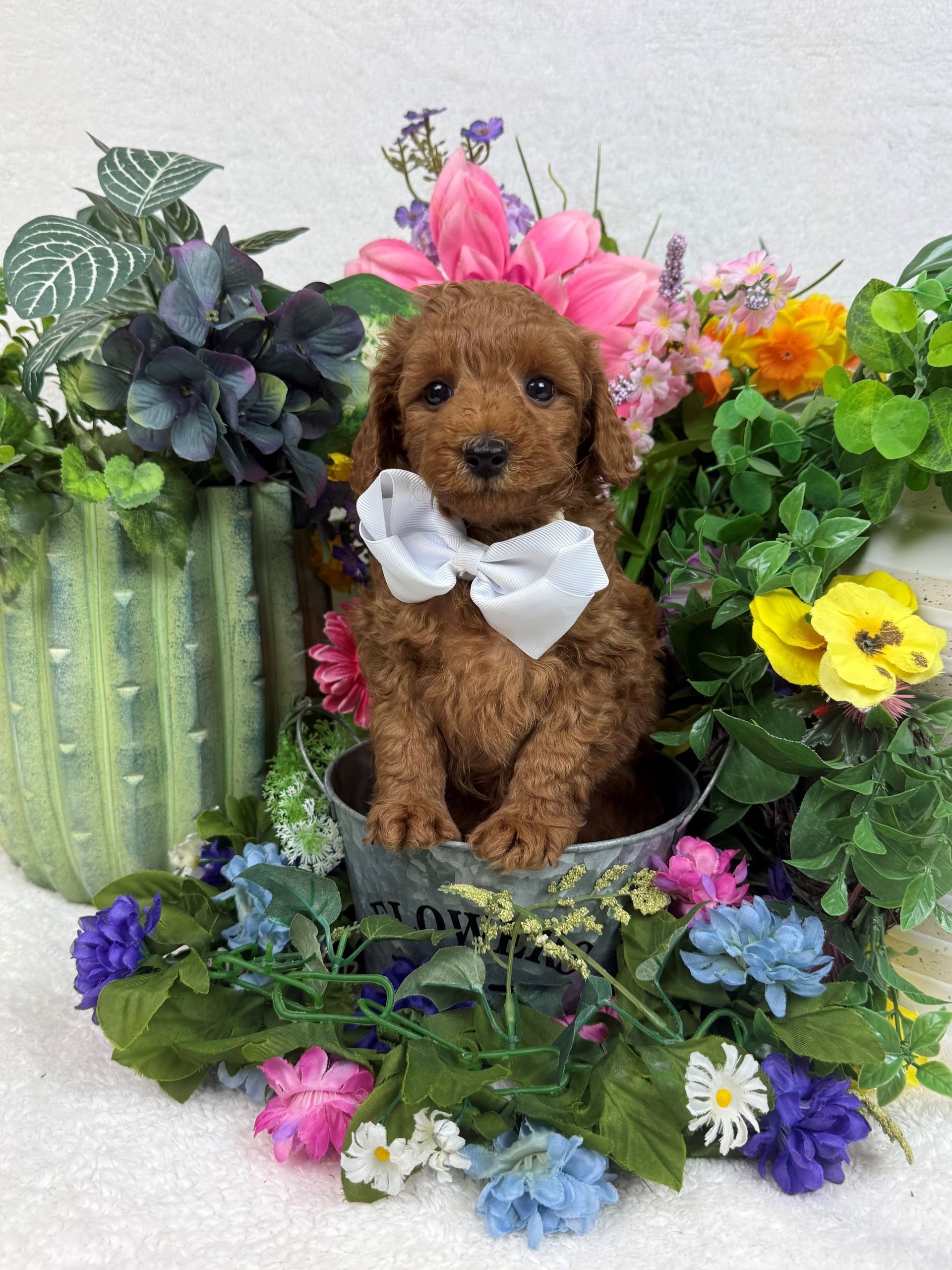 Goldendoodle puppies for sale Fort Worth Texas breeder listings