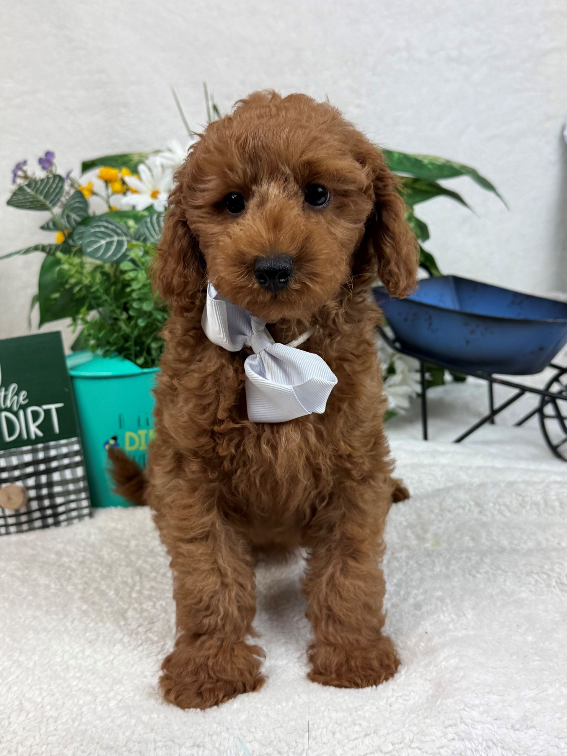 Goldendoodle puppies for sale Fort Worth Texas breeder listings