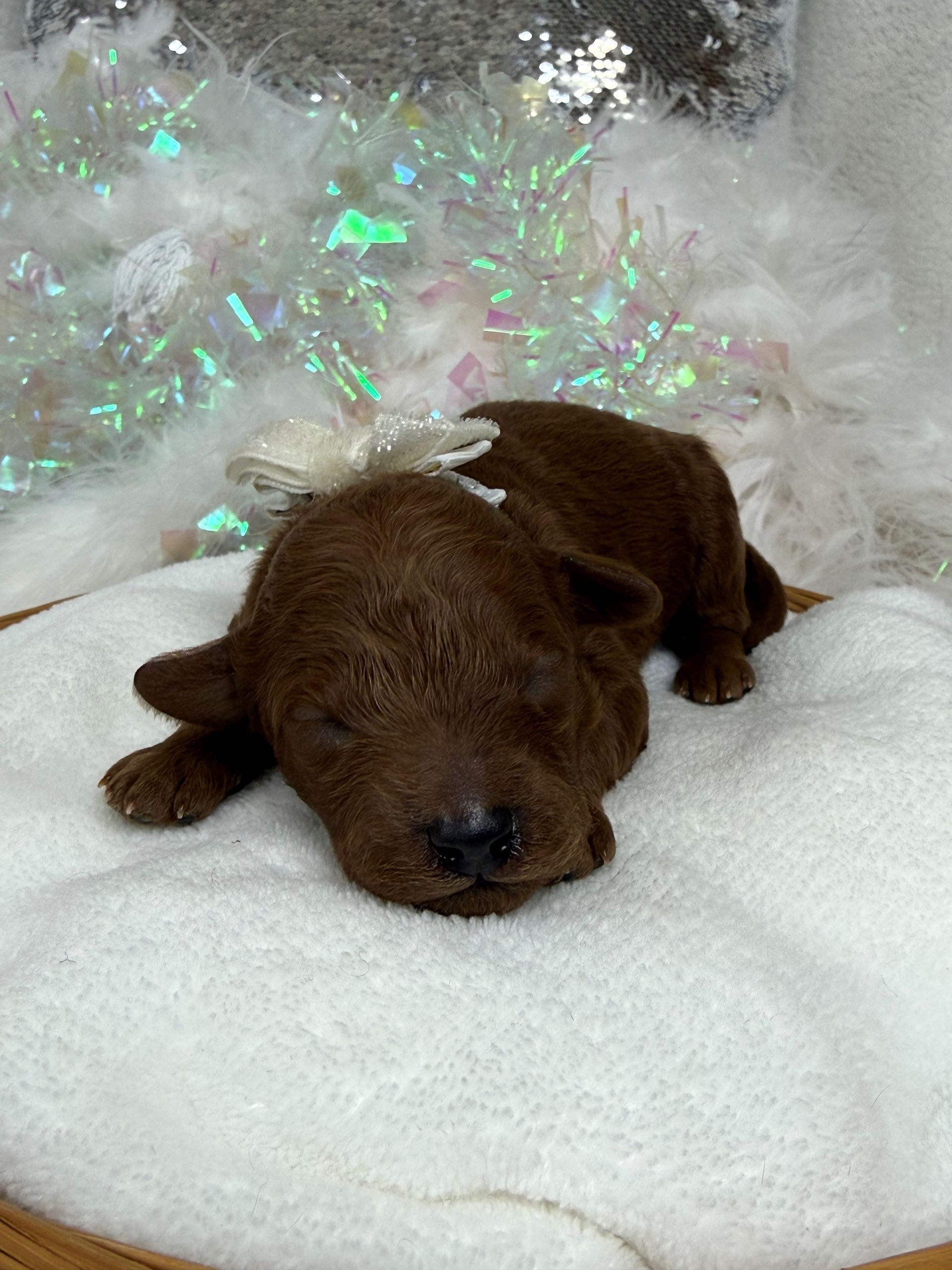 Mini Goldendoodle puppies for sale near San Antonio Texas