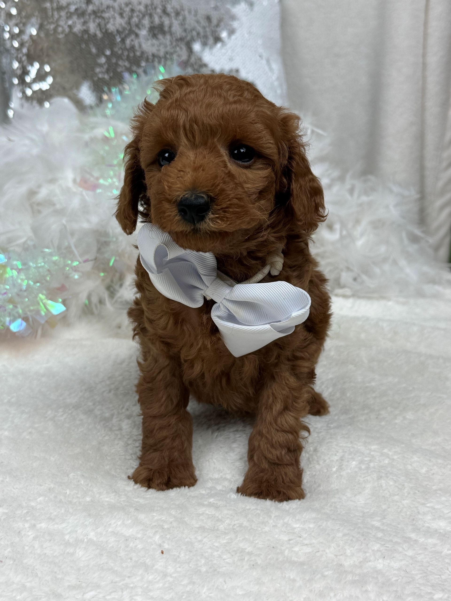 Mini Goldendoodle puppies for sale near San Antonio Texas