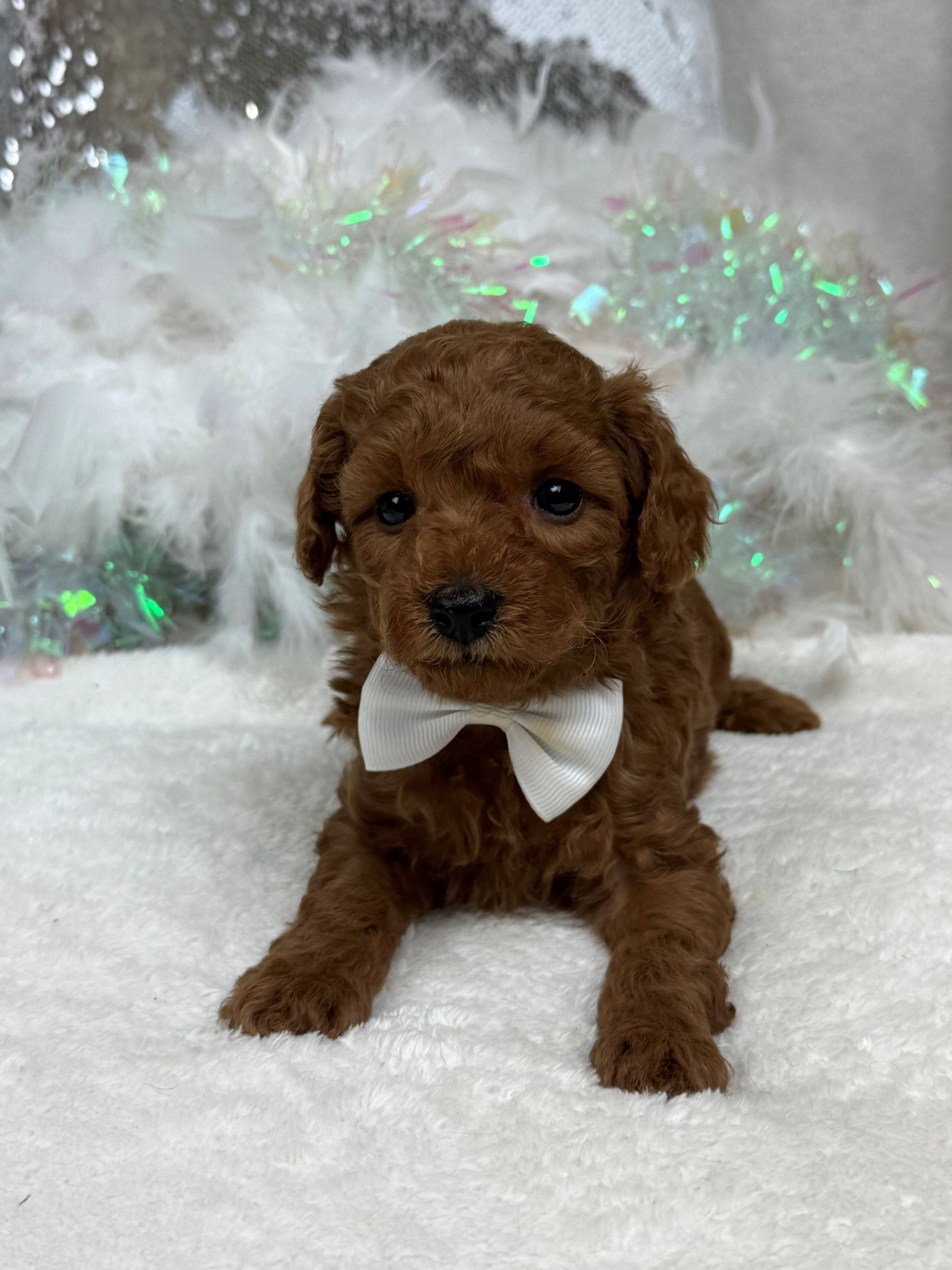 Mini Goldendoodle puppies for sale near San Antonio Texas