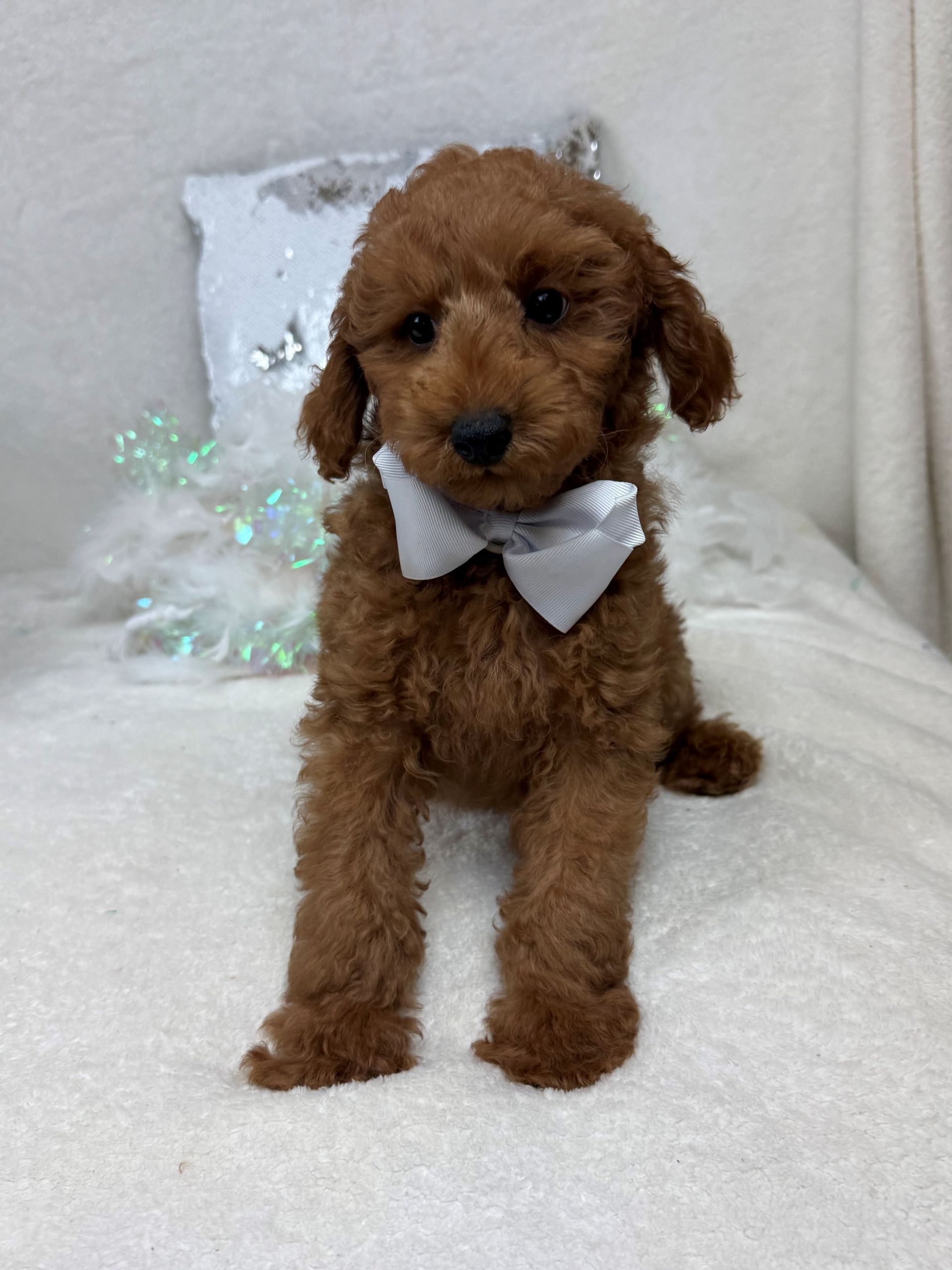 Mini Goldendoodle puppies for sale near San Antonio Texas