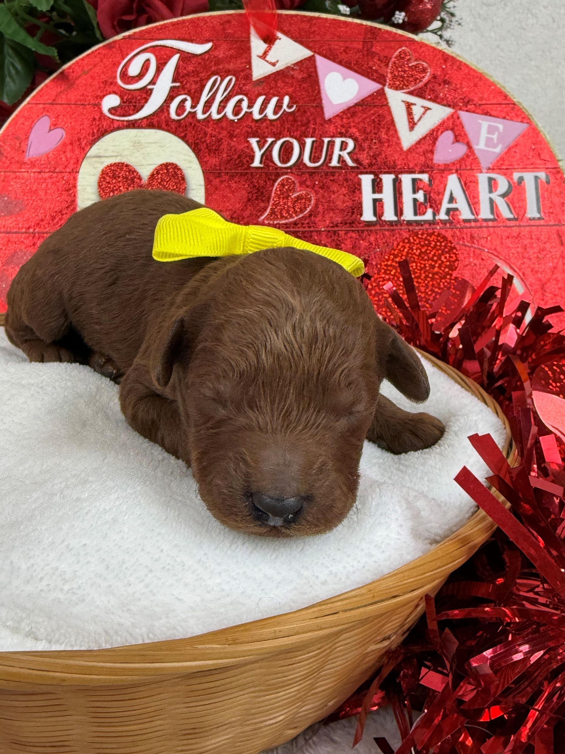 Goldendoodle puppies for sale Fort Worth Texas breeder listings