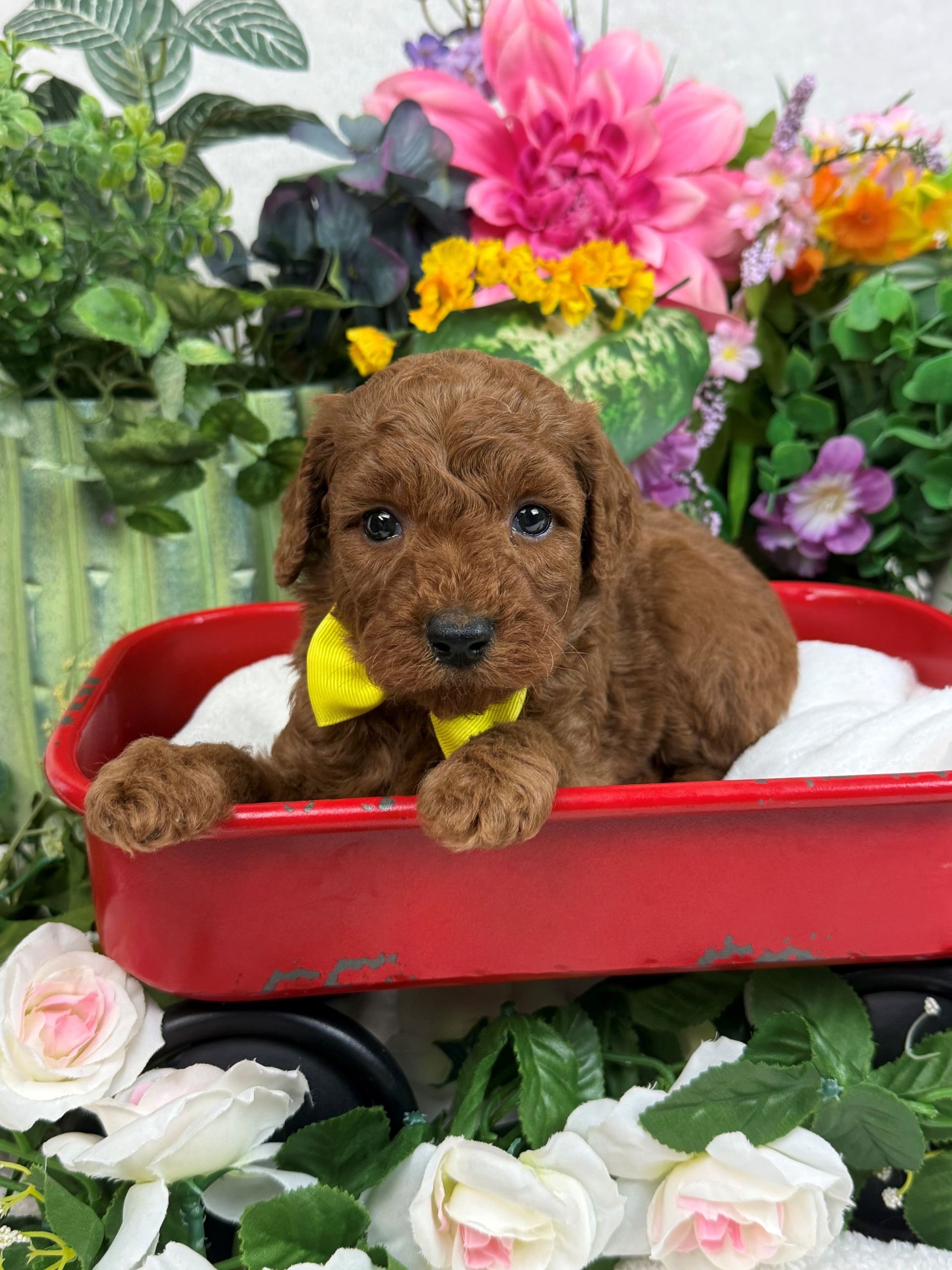 Goldendoodle puppies for sale Fort Worth Texas breeder listings
