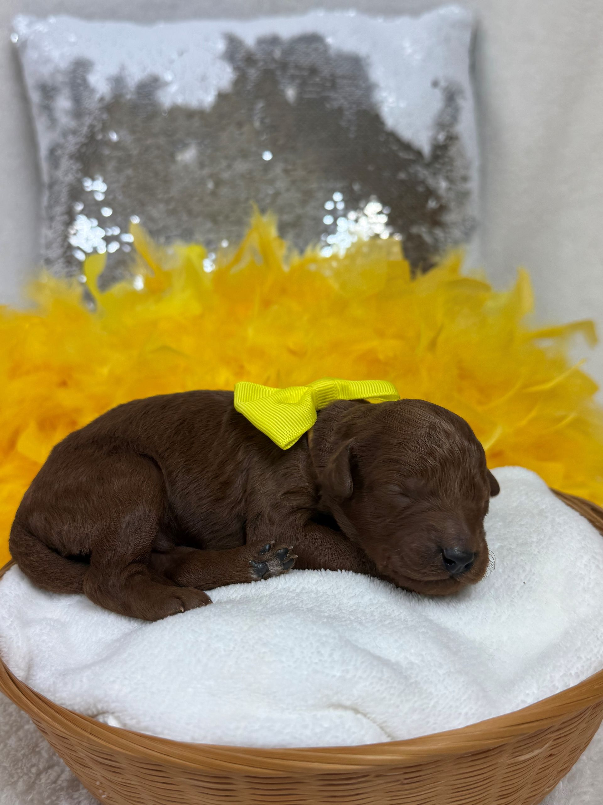 Mini Goldendoodle puppies for sale near San Antonio Texas