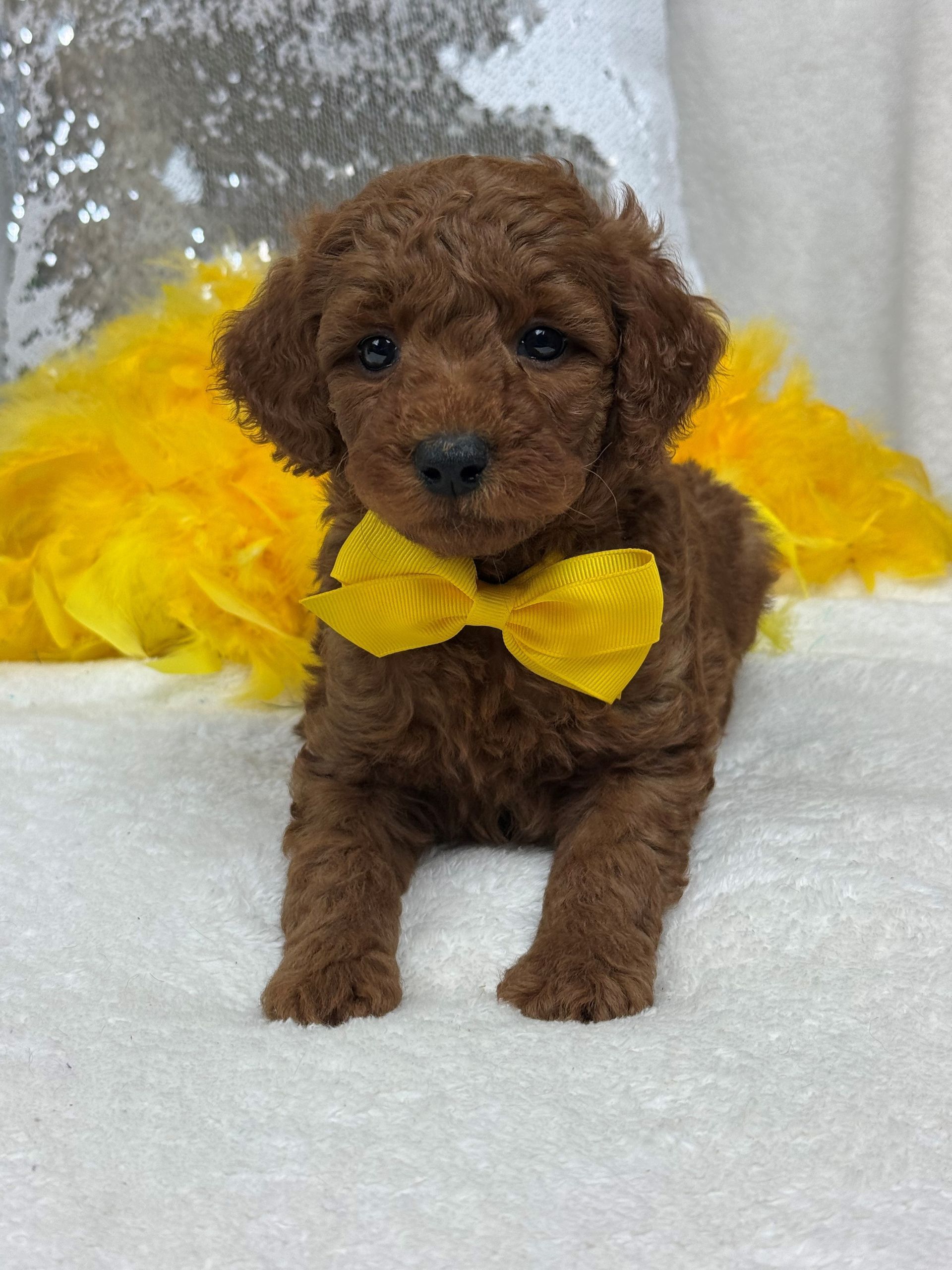 Mini Goldendoodle puppies for sale near San Antonio Texas