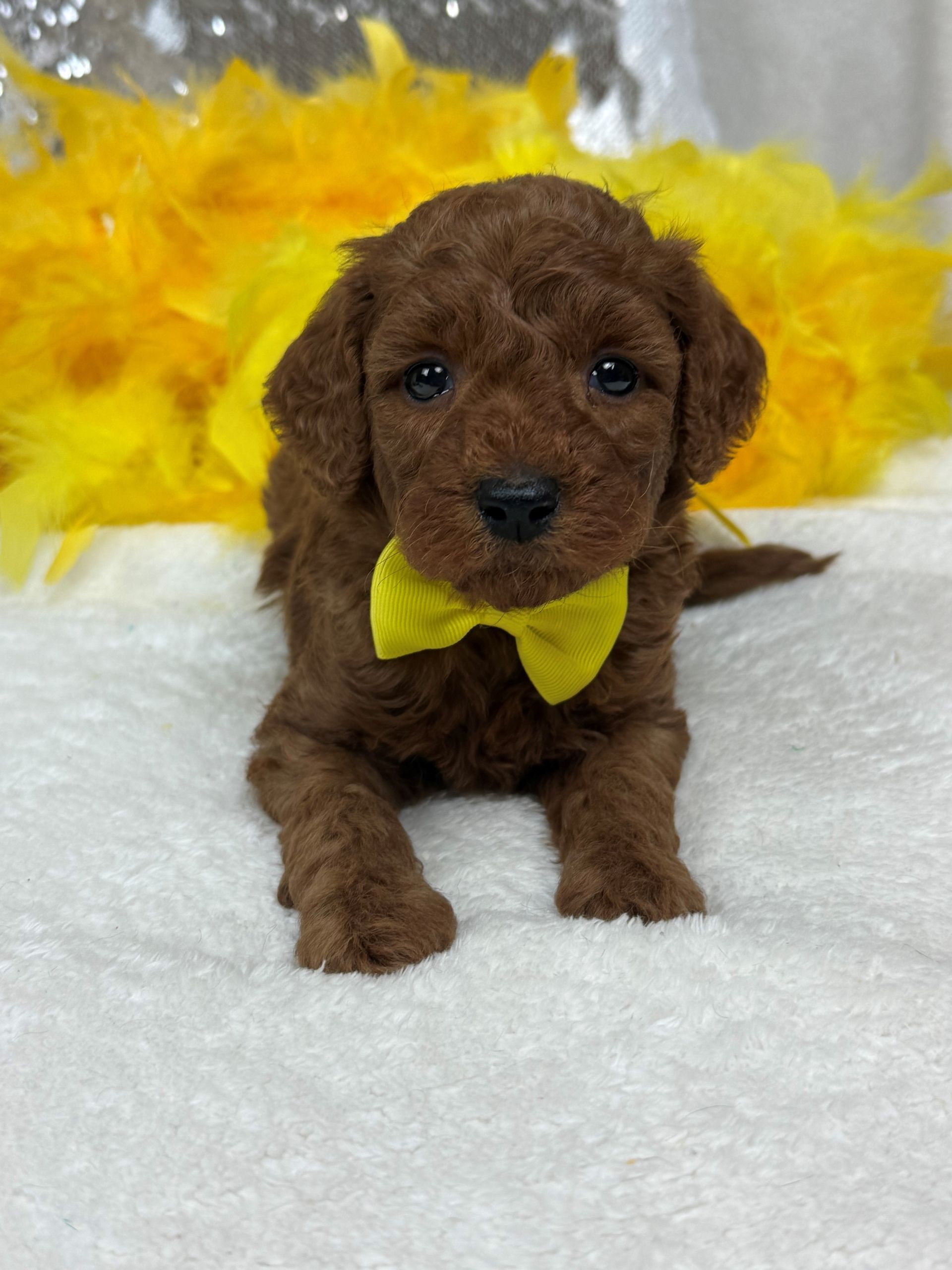 Mini Goldendoodle puppies for sale near San Antonio Texas
