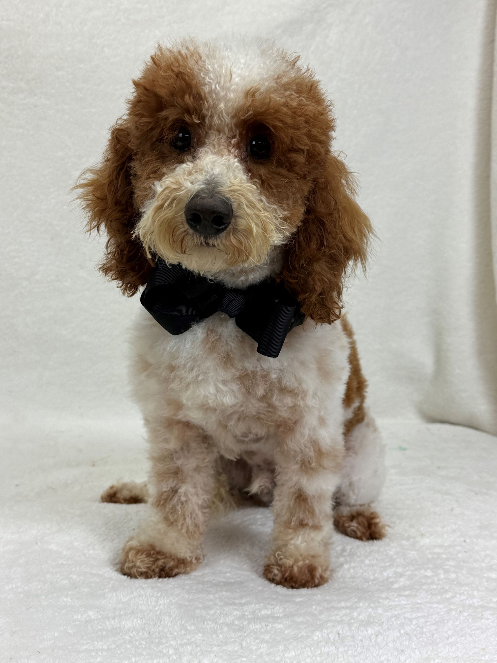 Healthy puppies for sale in Texas from trusted breeder