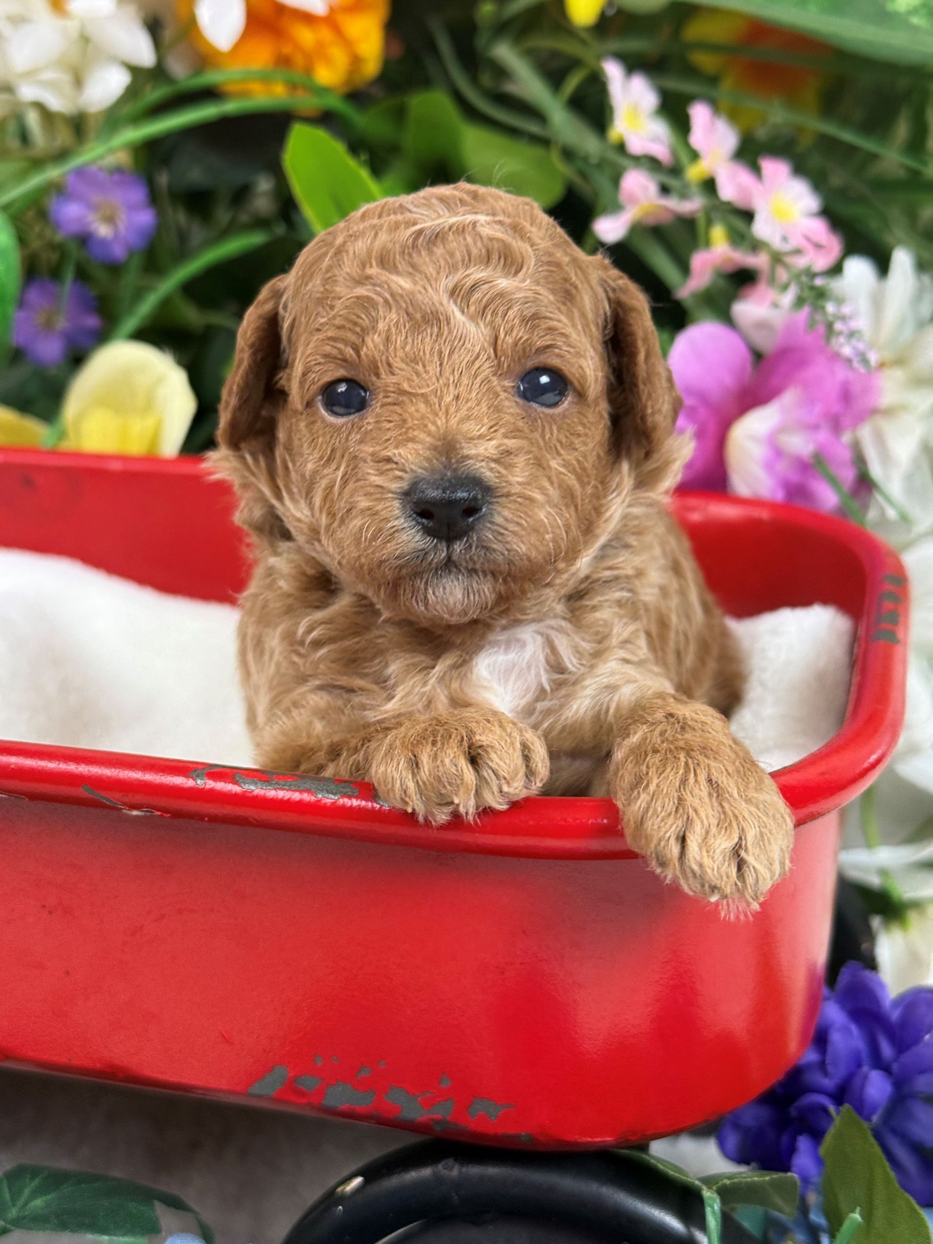 Cavapoo puppies for sale Fort Worth Texas breeder listings