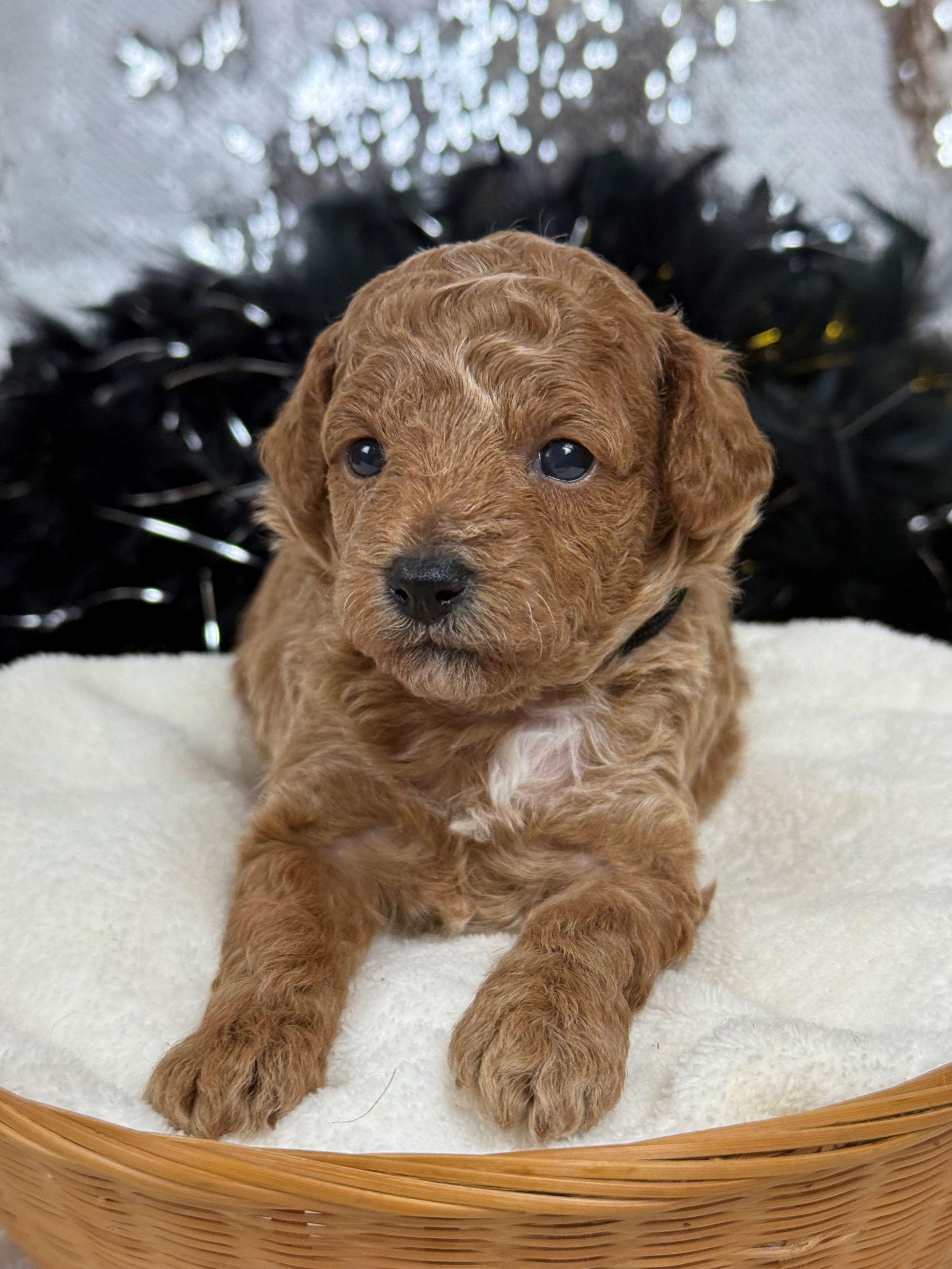 Maltipoo puppies for sale near San Antonio Texas