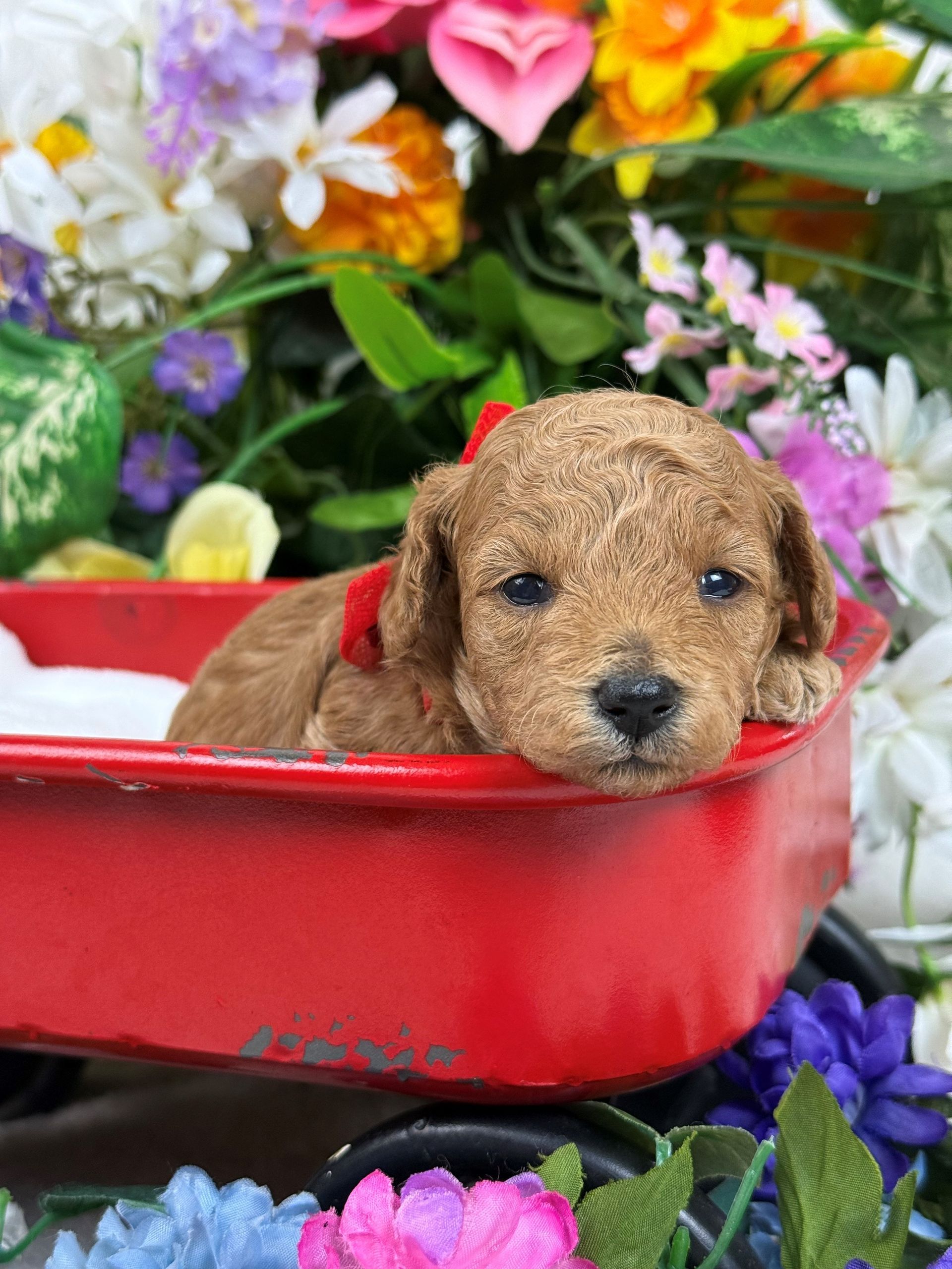 Cavapoo puppies for sale Fort Worth Texas breeder listings