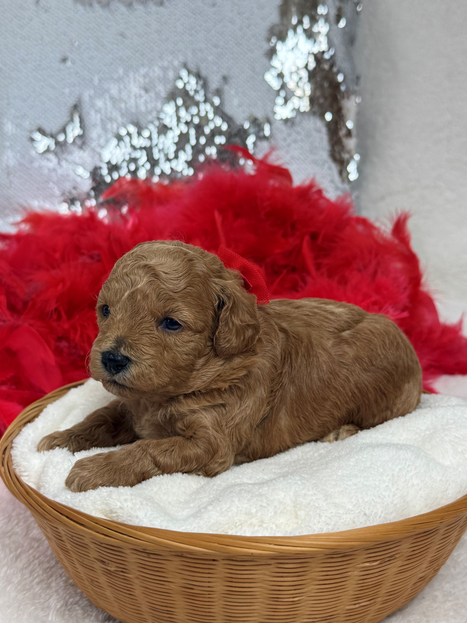Maltipoo puppies for sale near San Antonio Texas