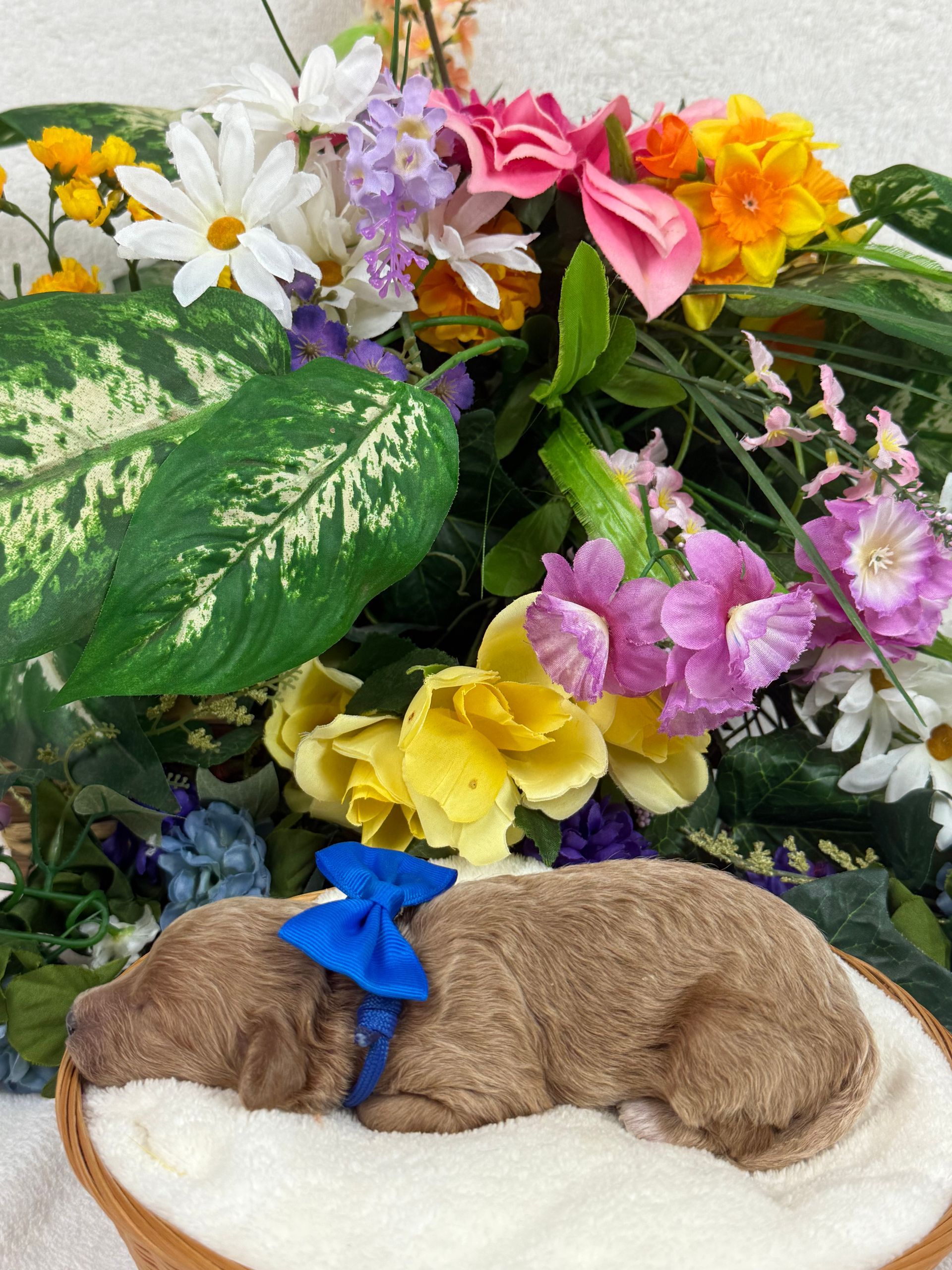 Cavapoo puppies for sale Fort Worth Texas breeder listings