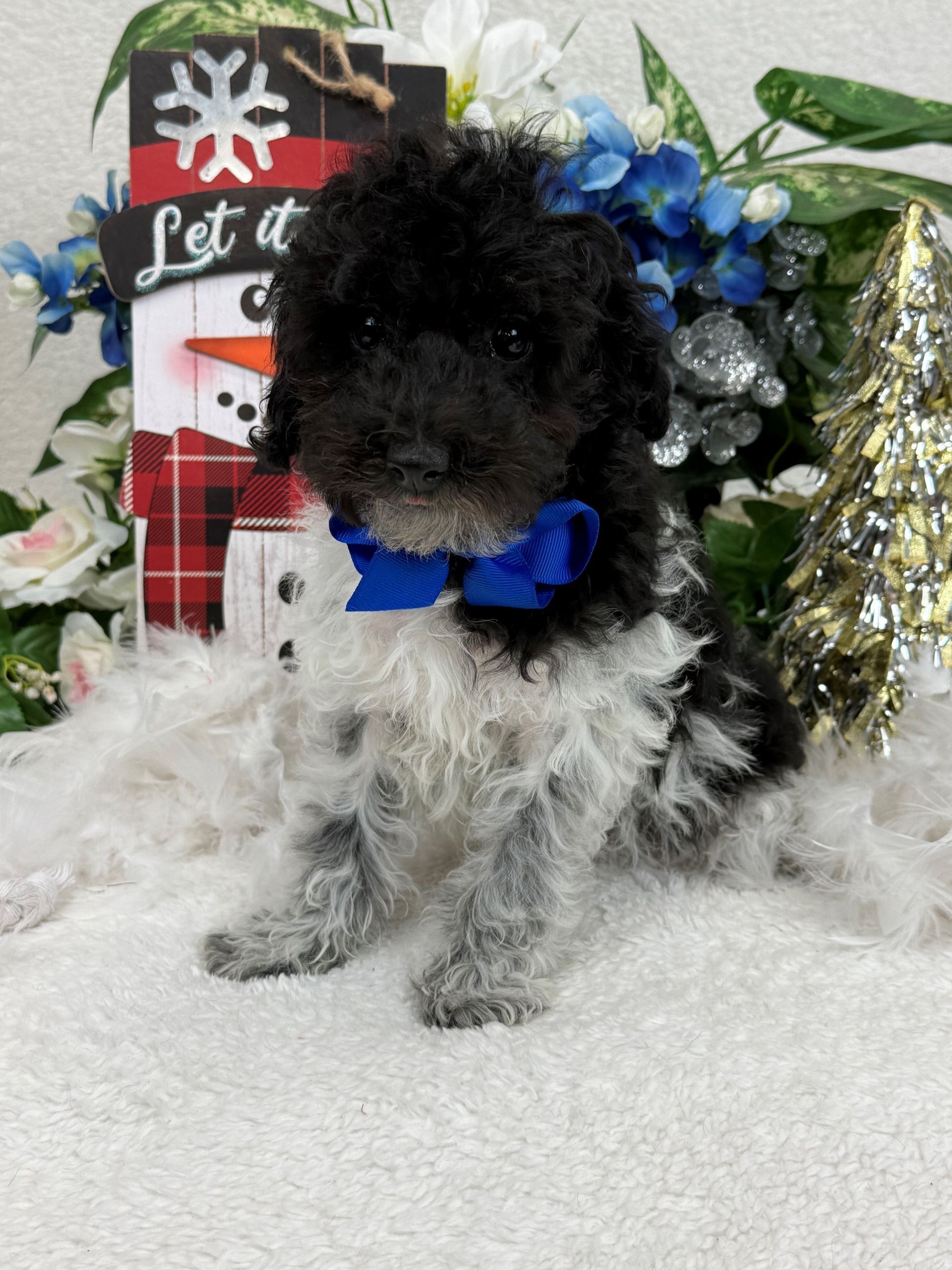 Goldendoodle puppies for sale Fort Worth Texas breeder listings