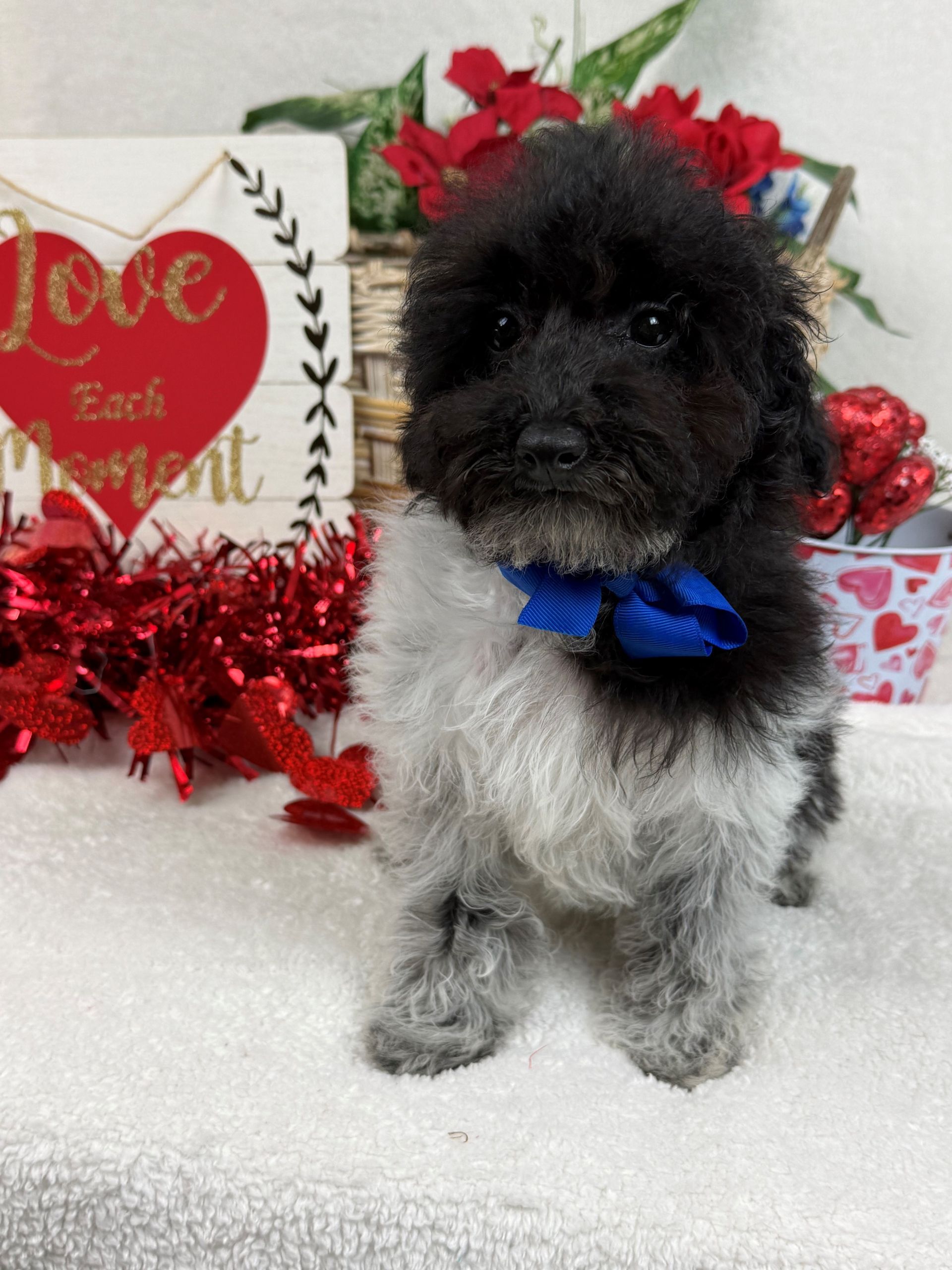 Goldendoodle puppies for sale Fort Worth Texas breeder listings